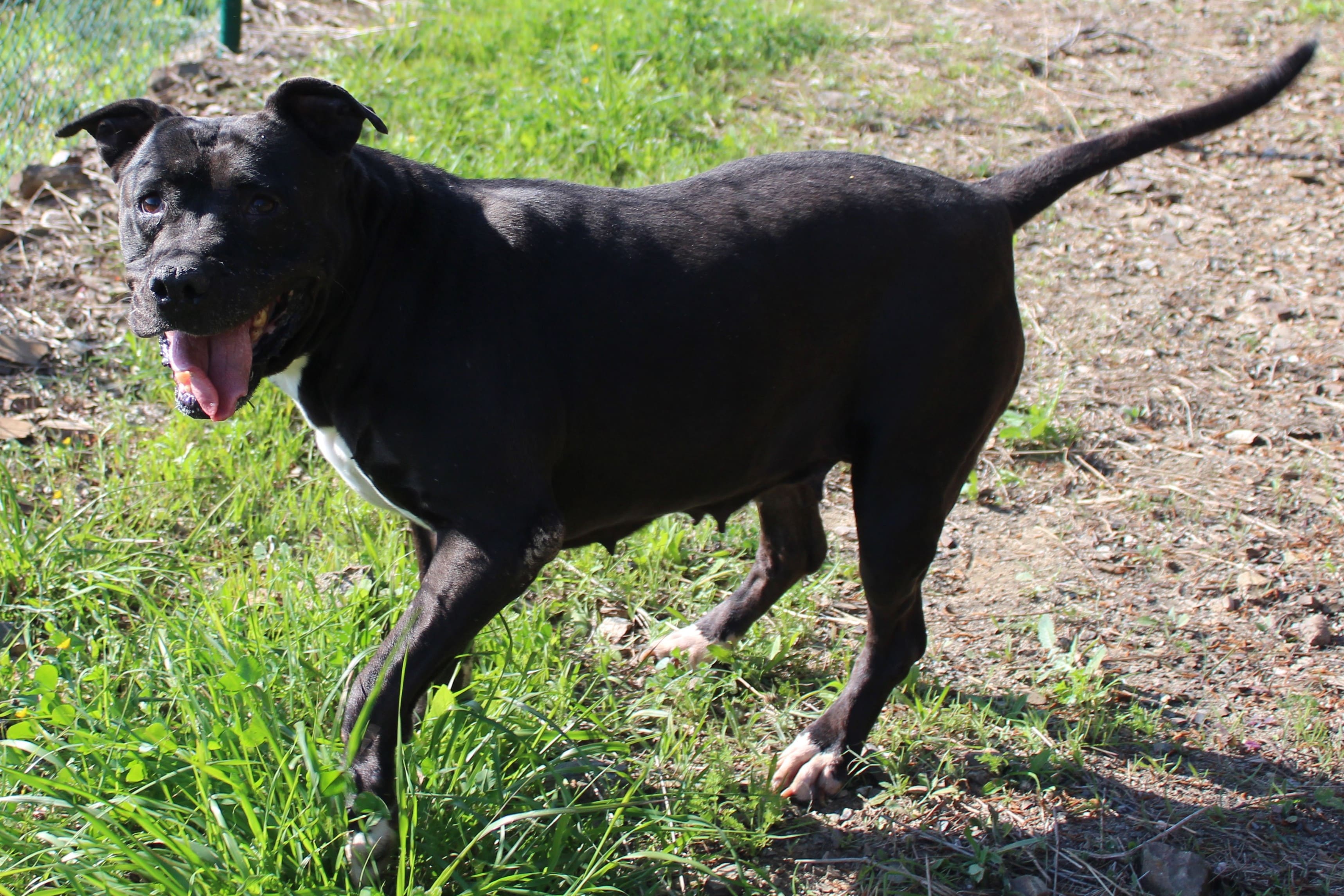 Detalle de CRUZADO PIT BULL TERRIER