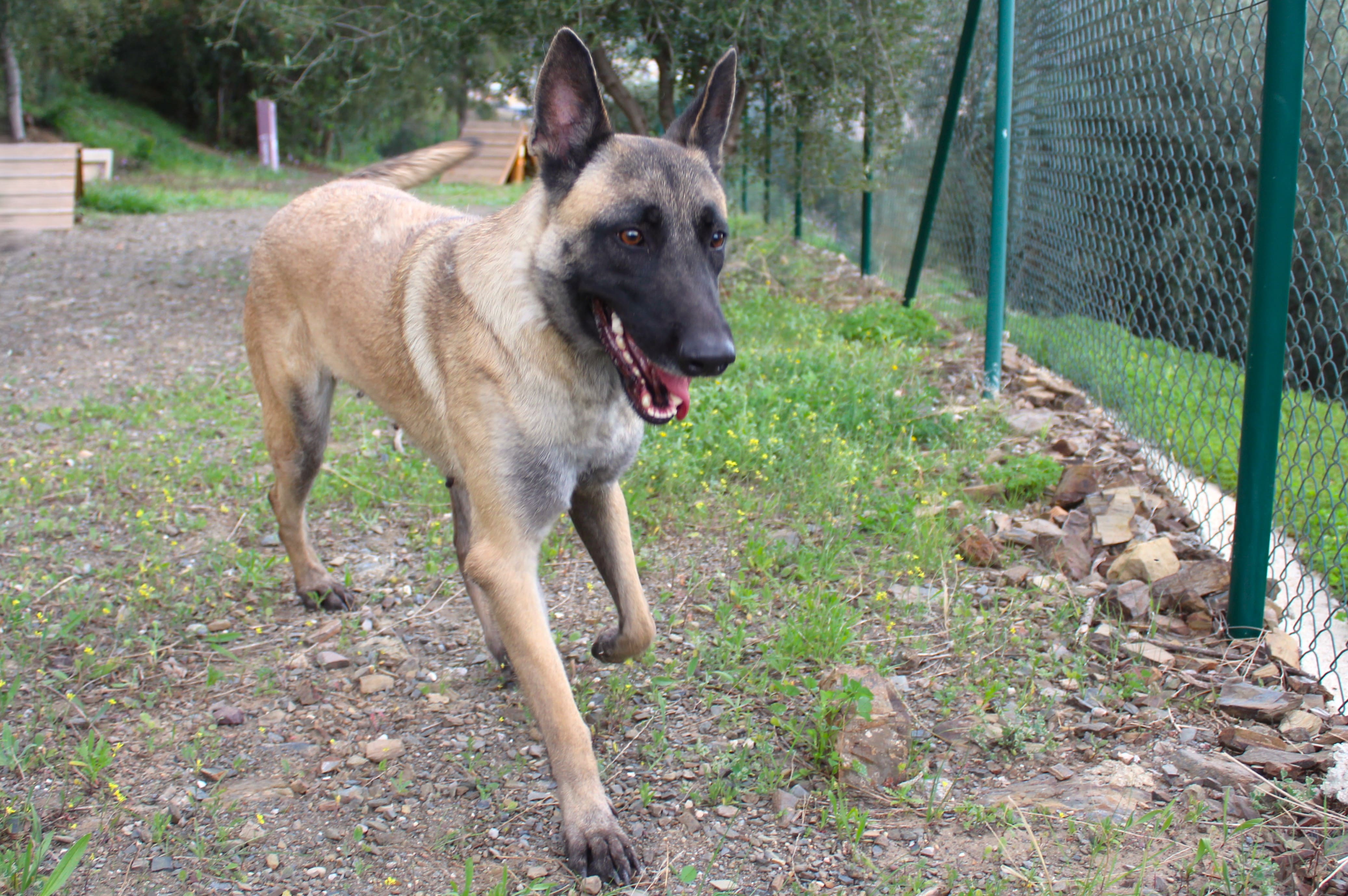 Detalle de PASTOR BELGA MALINOIS