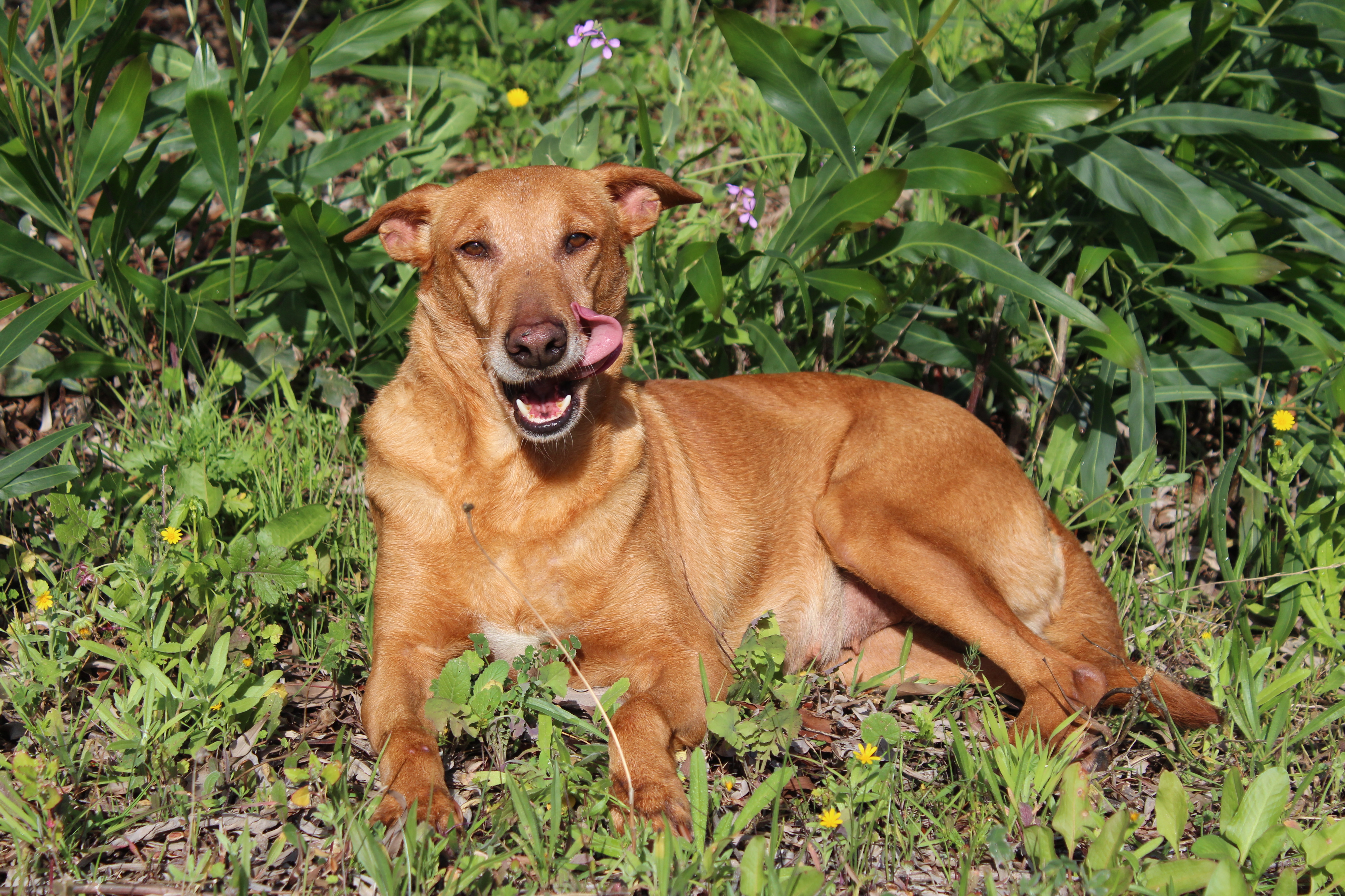 Detalle de PODENCO