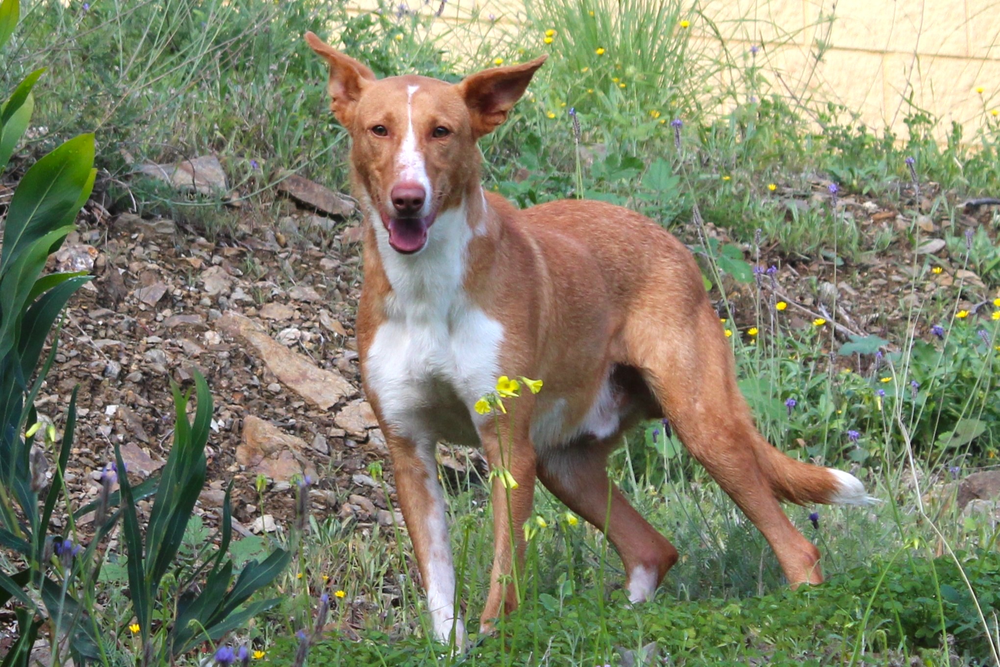 Detalle de PODENCO