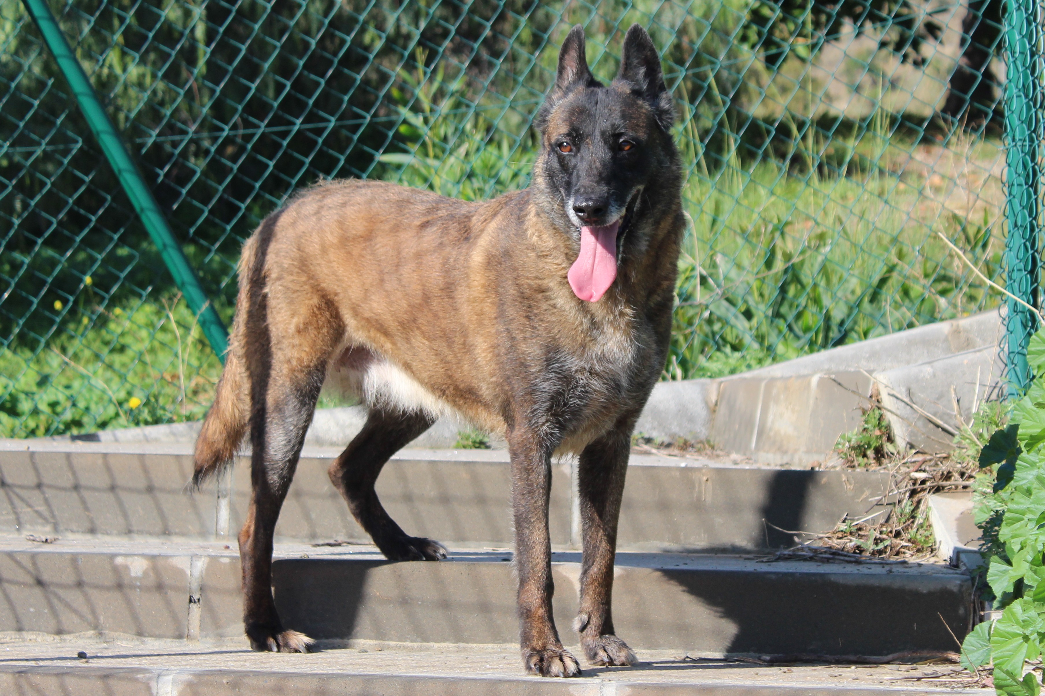 Detalle de PASTOR BELGA MALINOIS