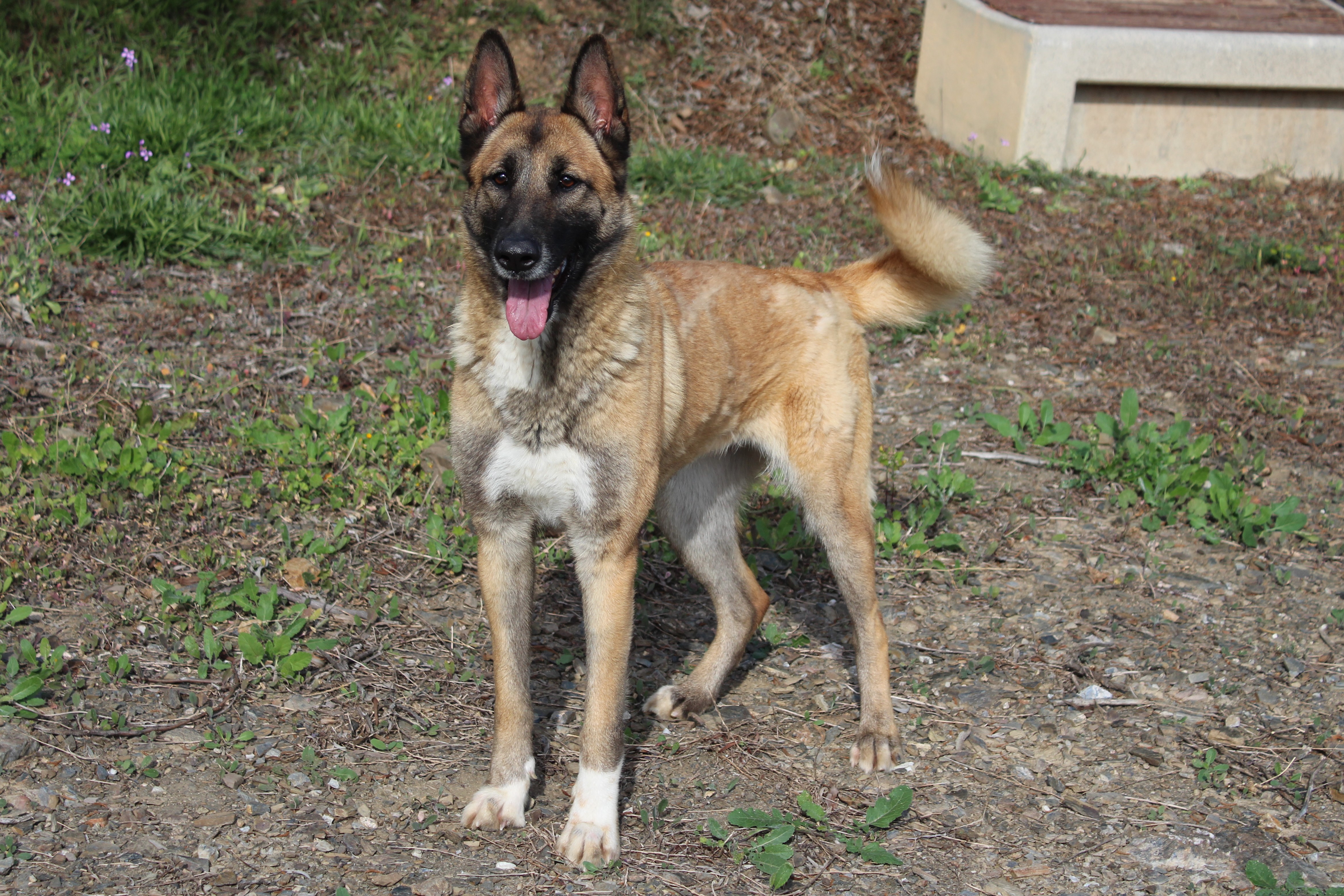 Detalle de CRUZADO - PASTOR BELGA MALINOIS