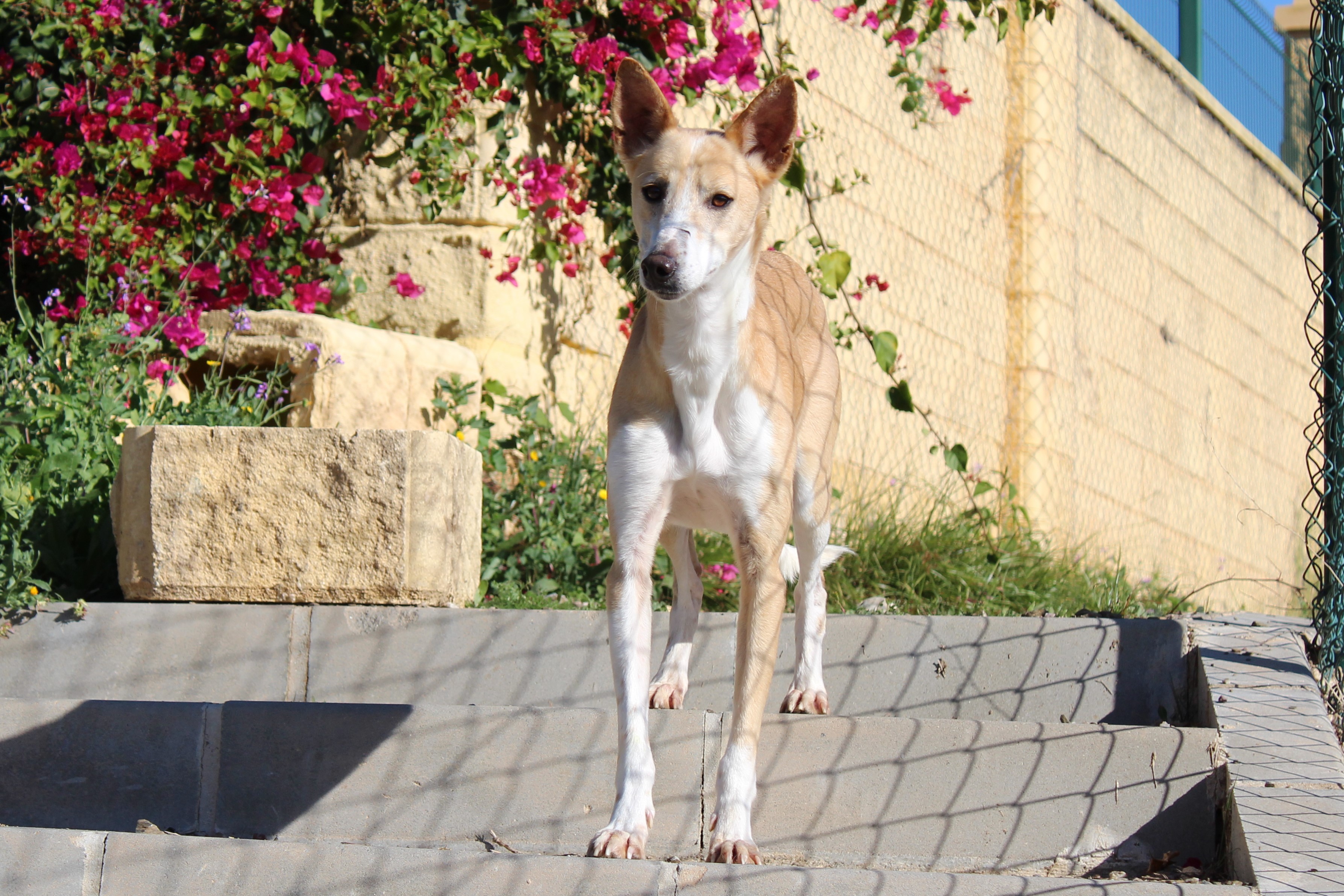 Detalle de PODENCO