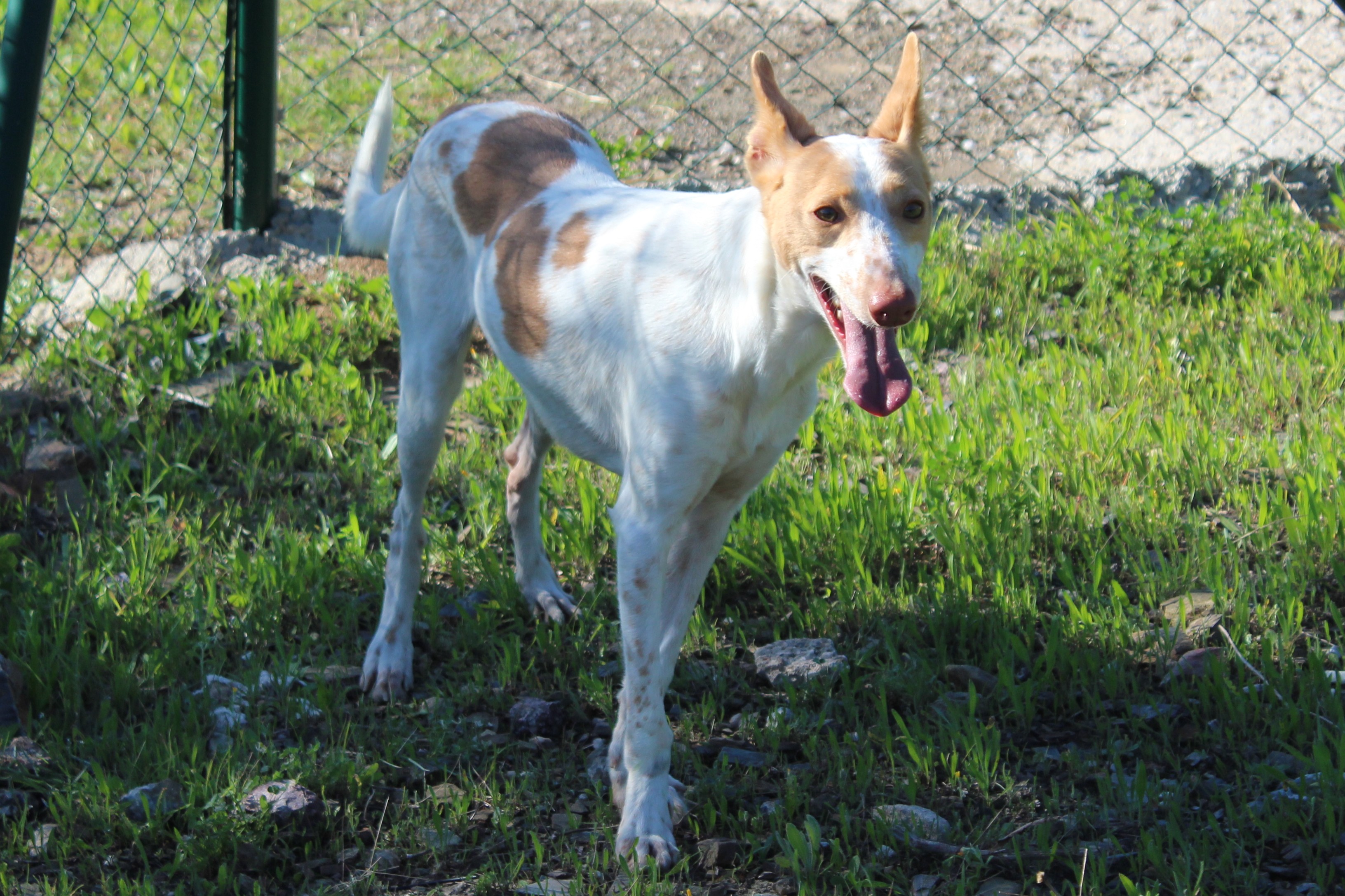 Detalle de PODENCO