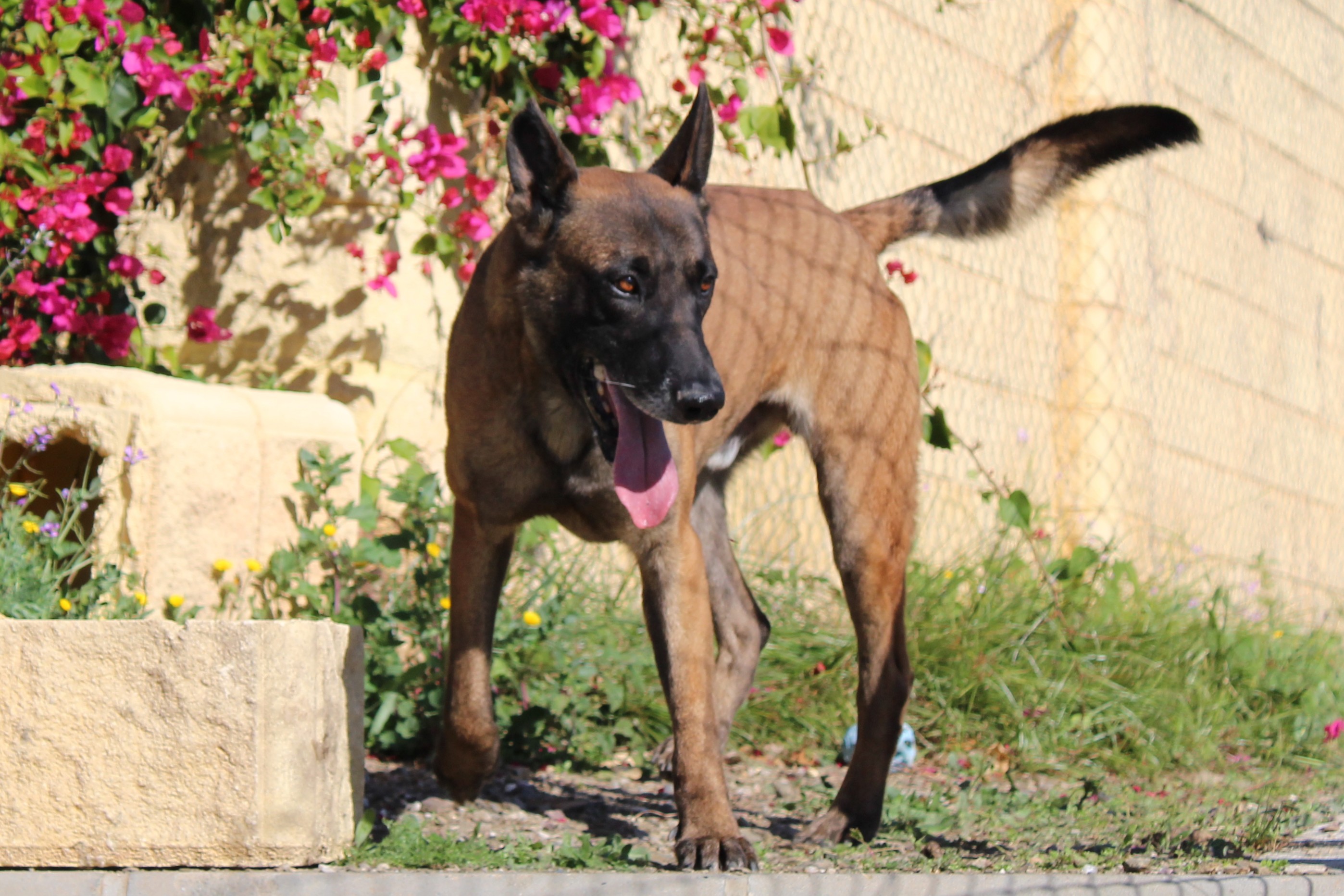 Detalle de PASTOR BELGA MALINOIS