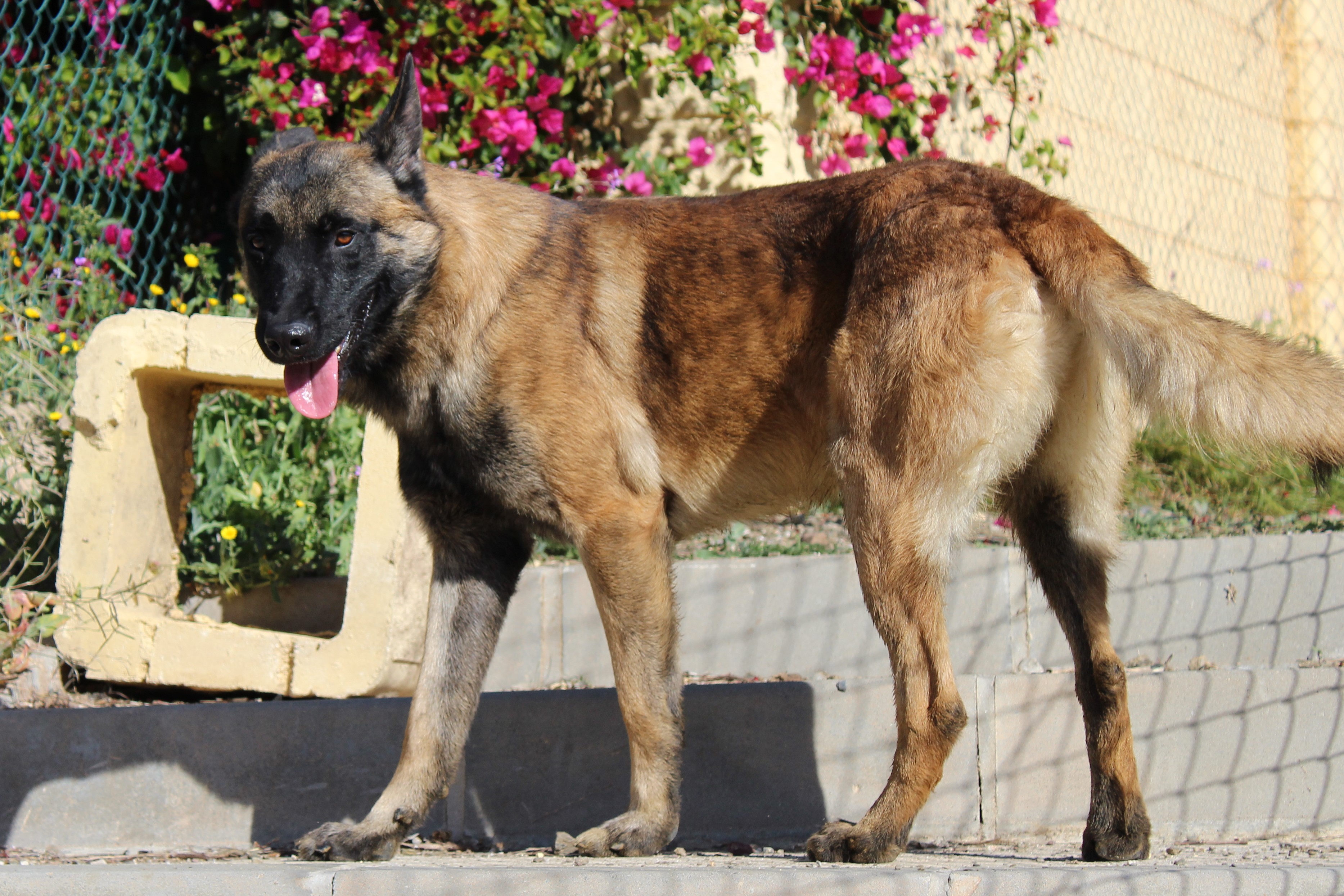 Detalle de PASTOR BELGA MALINOIS