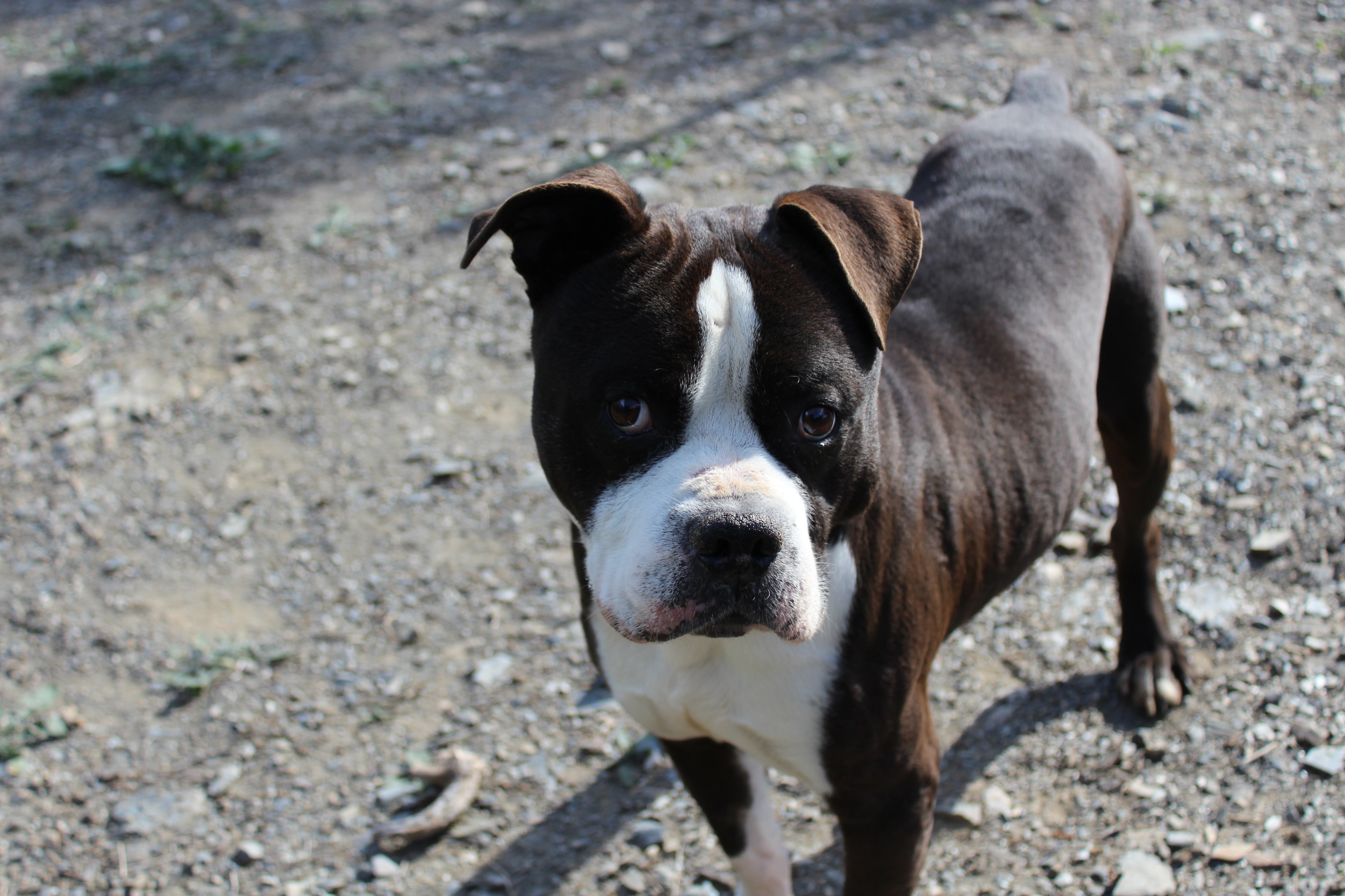 Detalle de AMERICAN BULLY