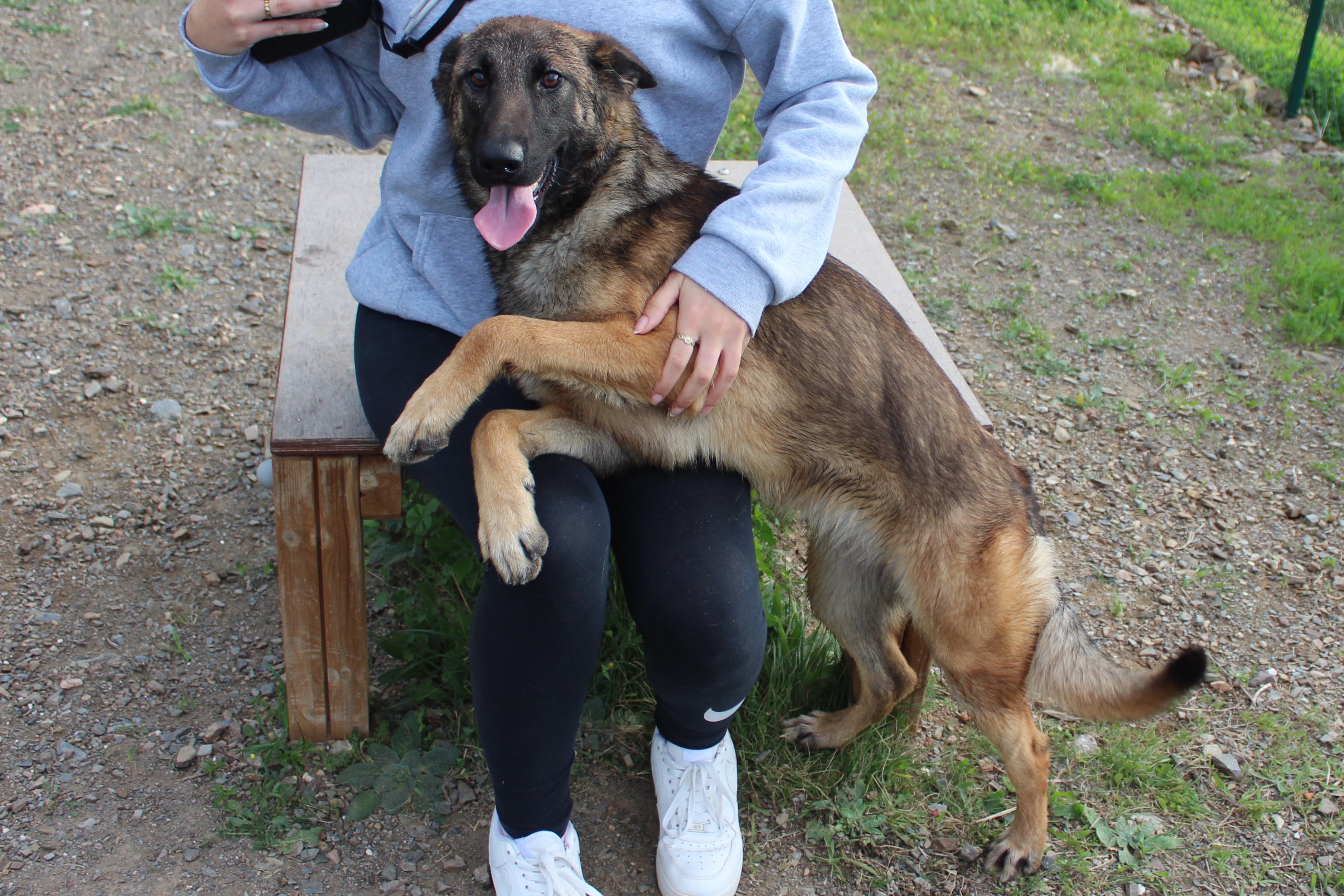 Detalle de PASTOR BELGA MALINOIS