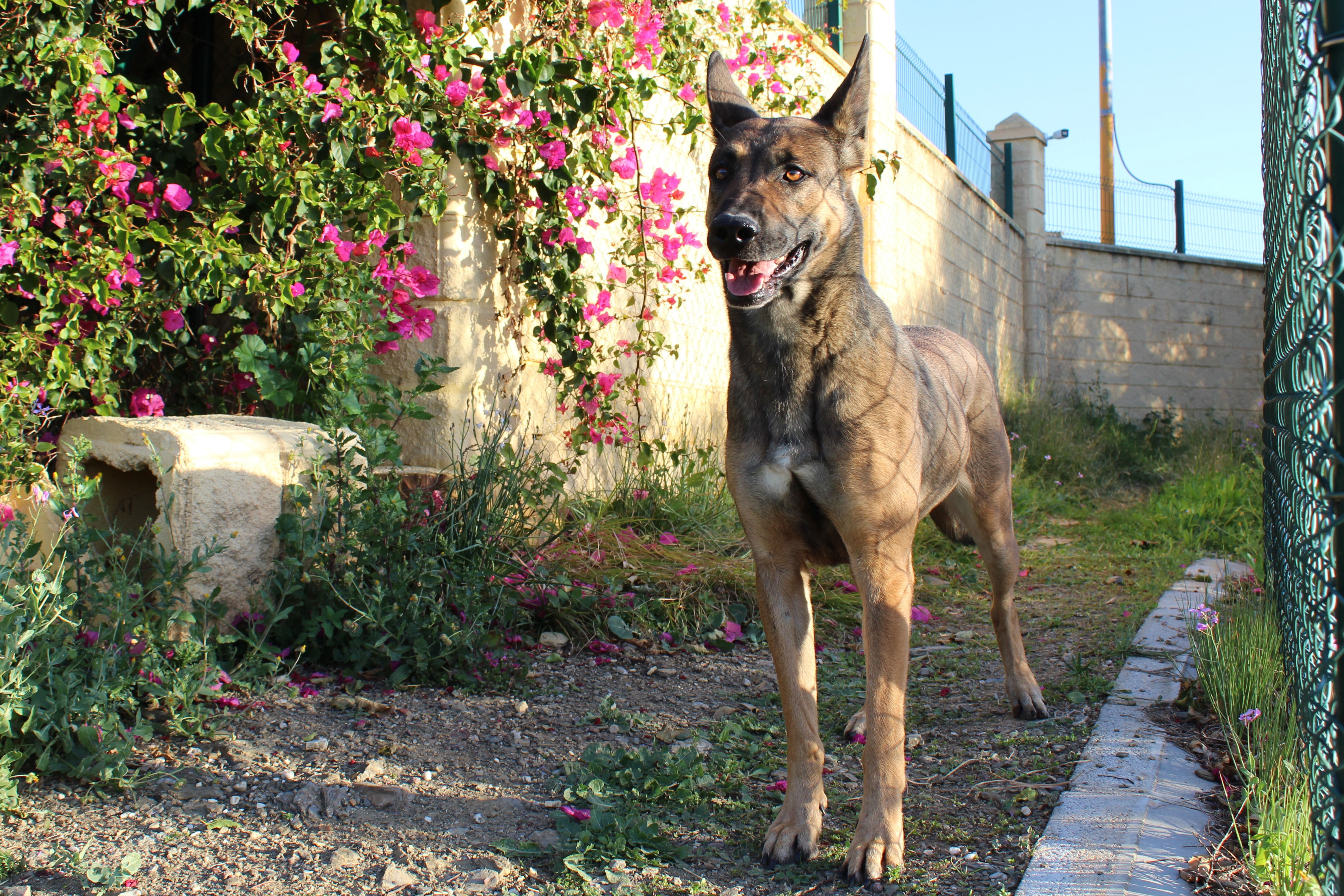 Detalle de CRUZADO PASTOR BELGA MALINOIS