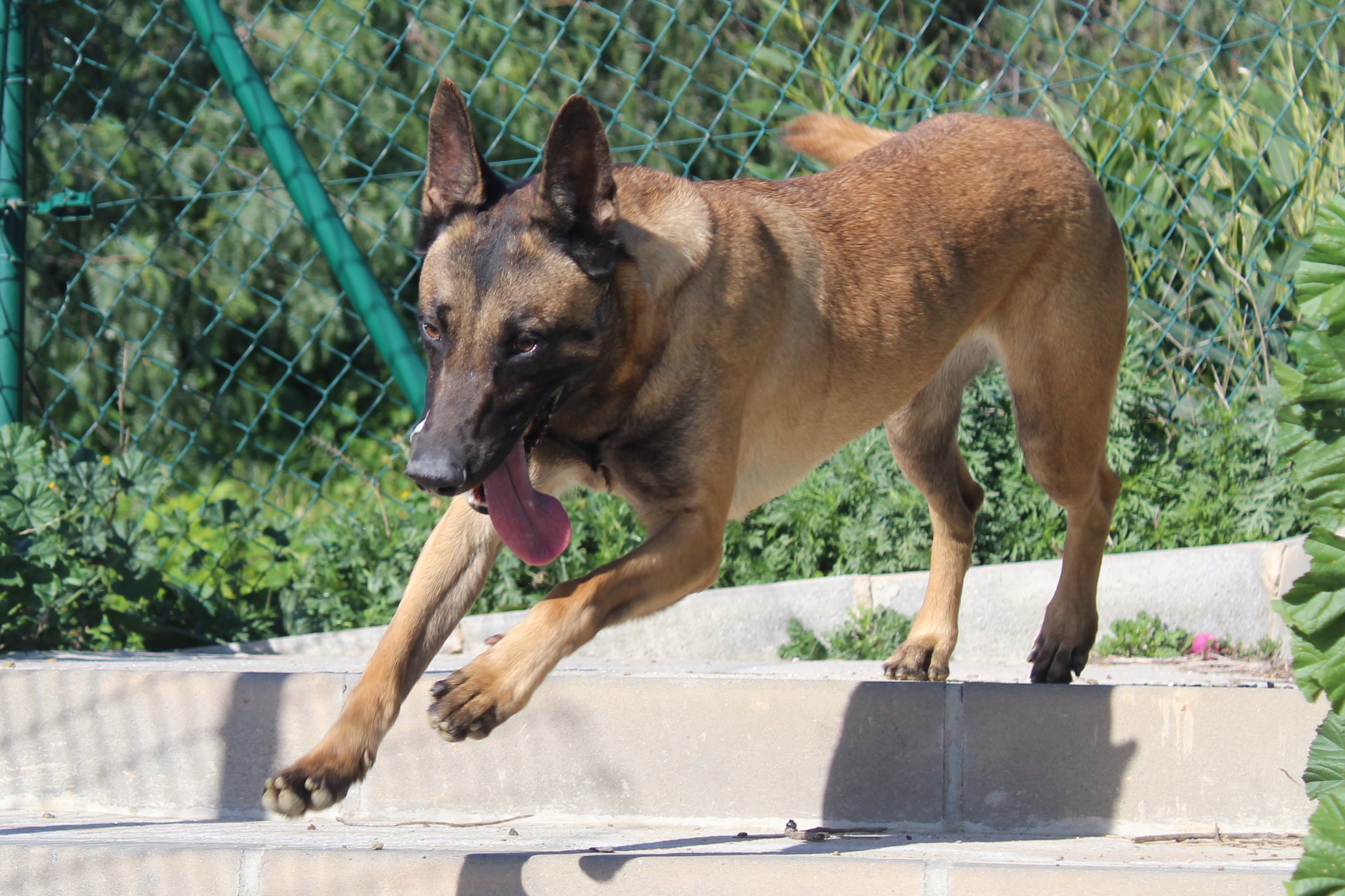 Detalle de PASTOR BELGA MALINOIS