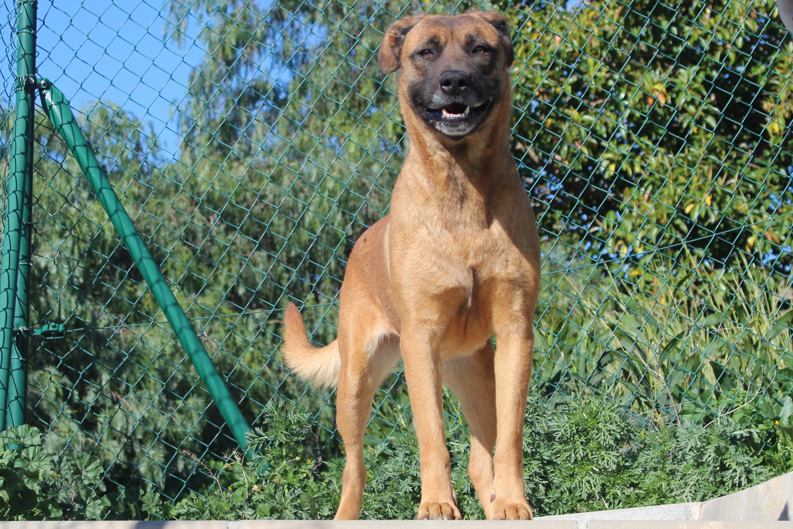 Detalle de CRUZADO DOGO ESPAÑOL X PASTOR BELGA MALINOIS