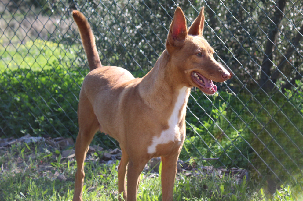 Detalle de PODENCO