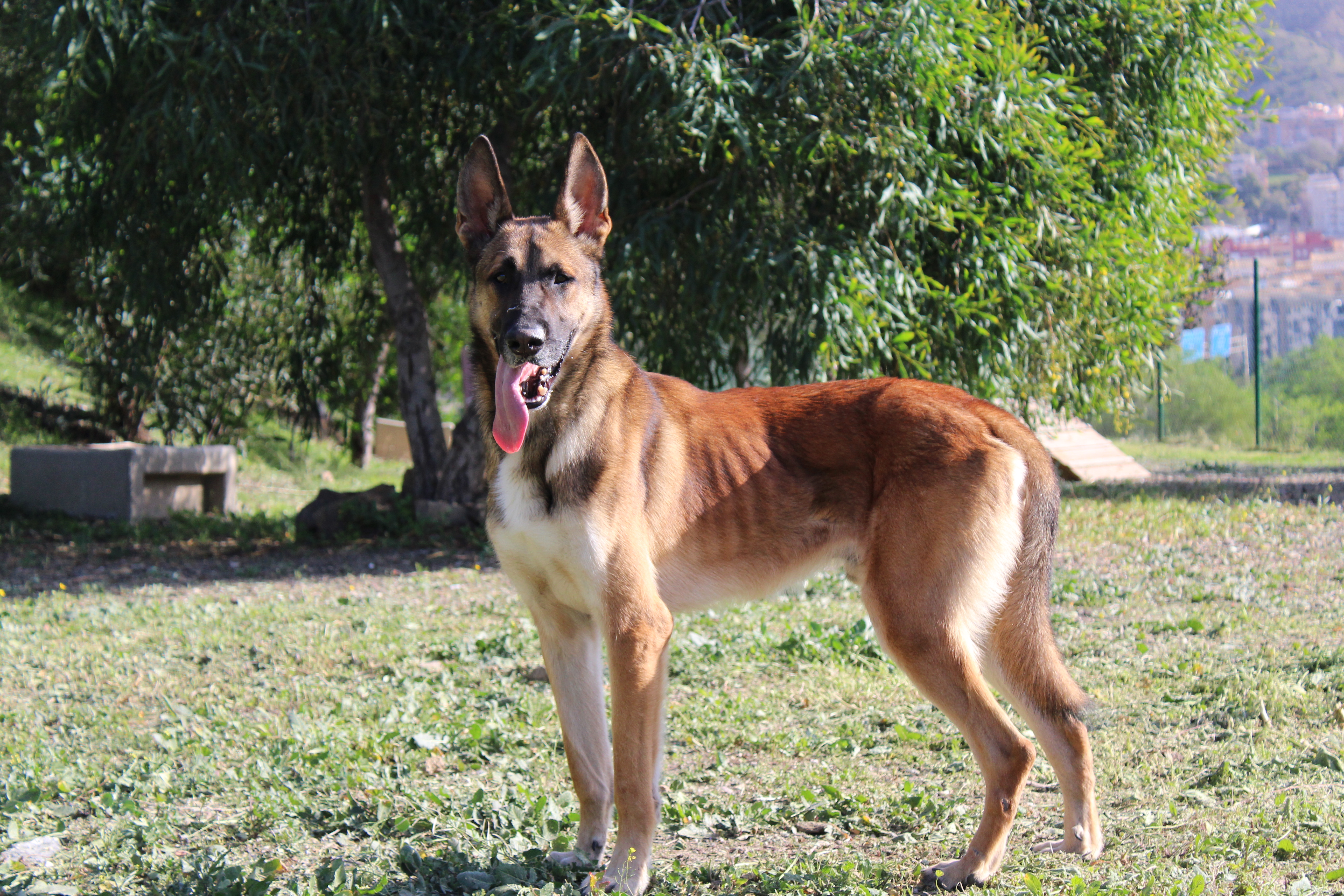 Detalle de PASTOR BELGA MALINOIS