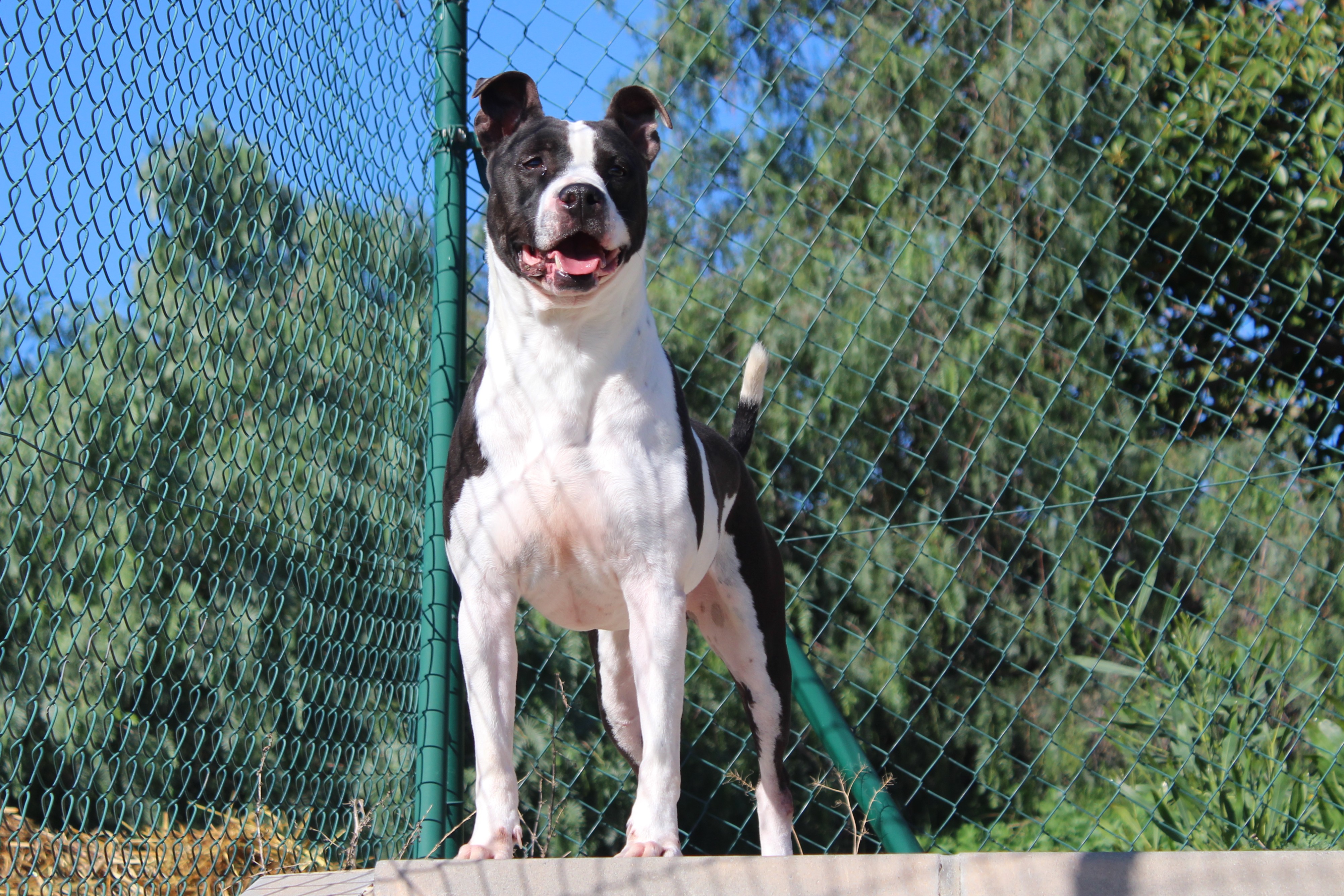 Detalle de AMERICAN STAFFORDSHIRE TERRIER