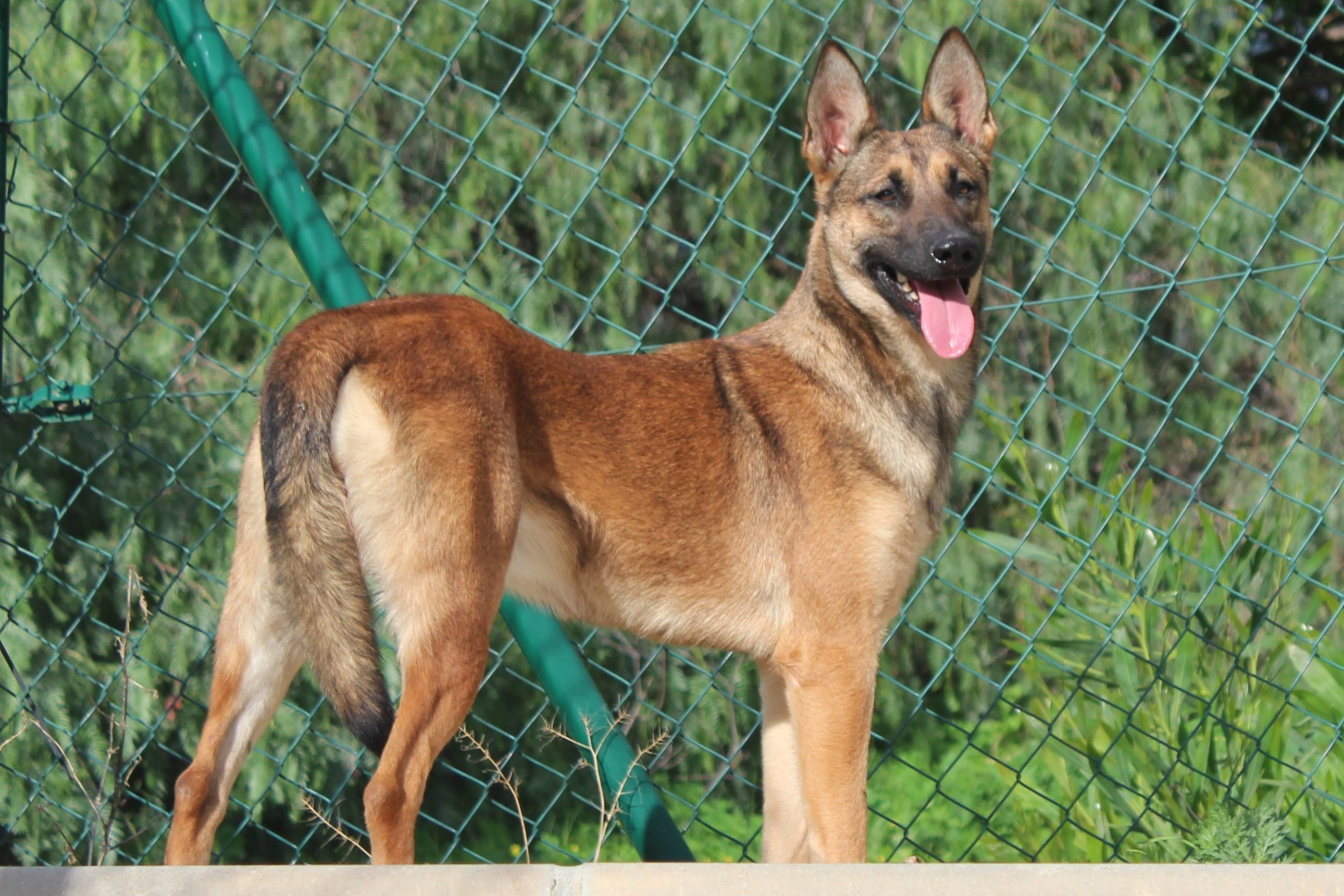 Detalle de PASTOR BELGA MALINOIS