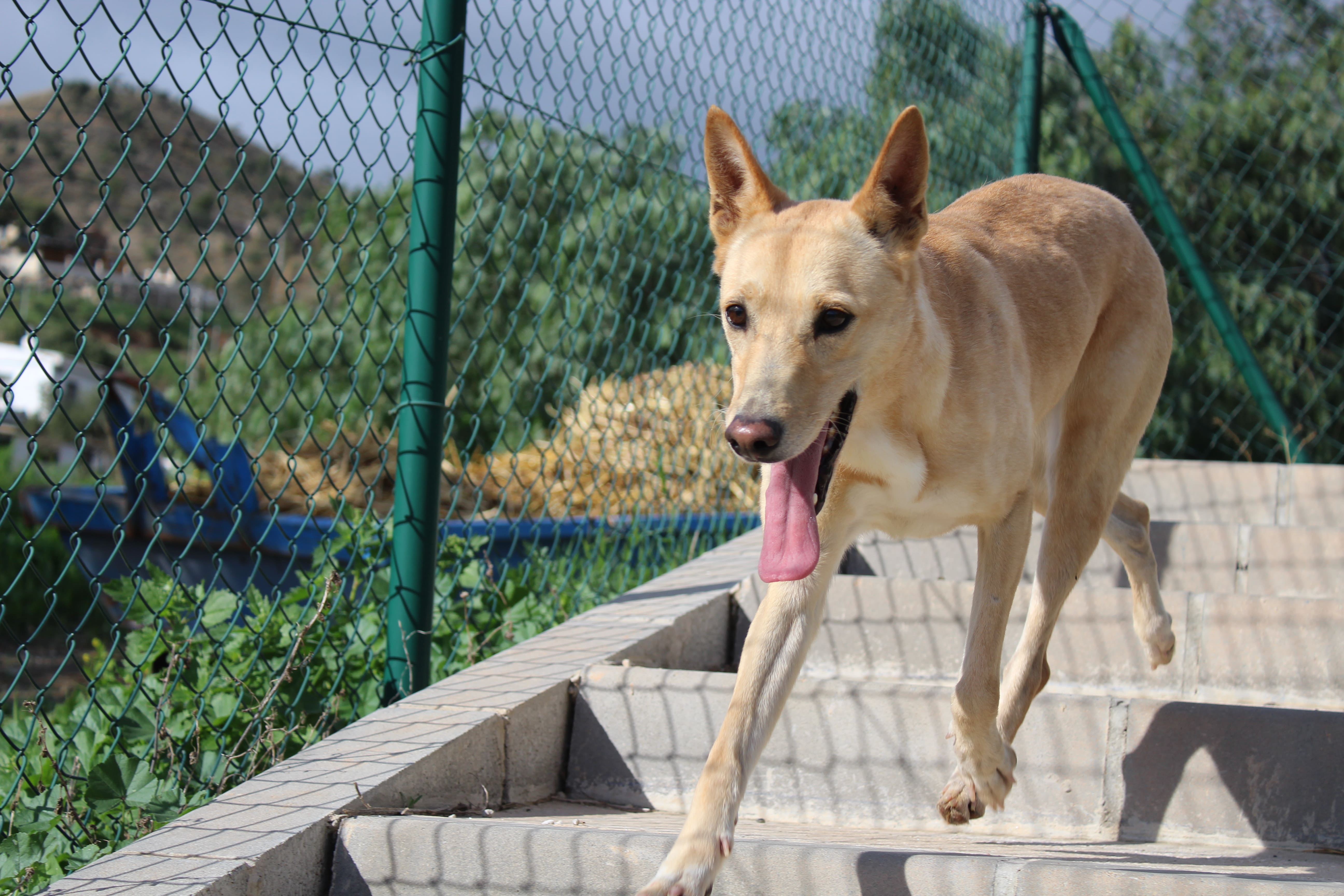 Detalle de CRUZADO PODENCO