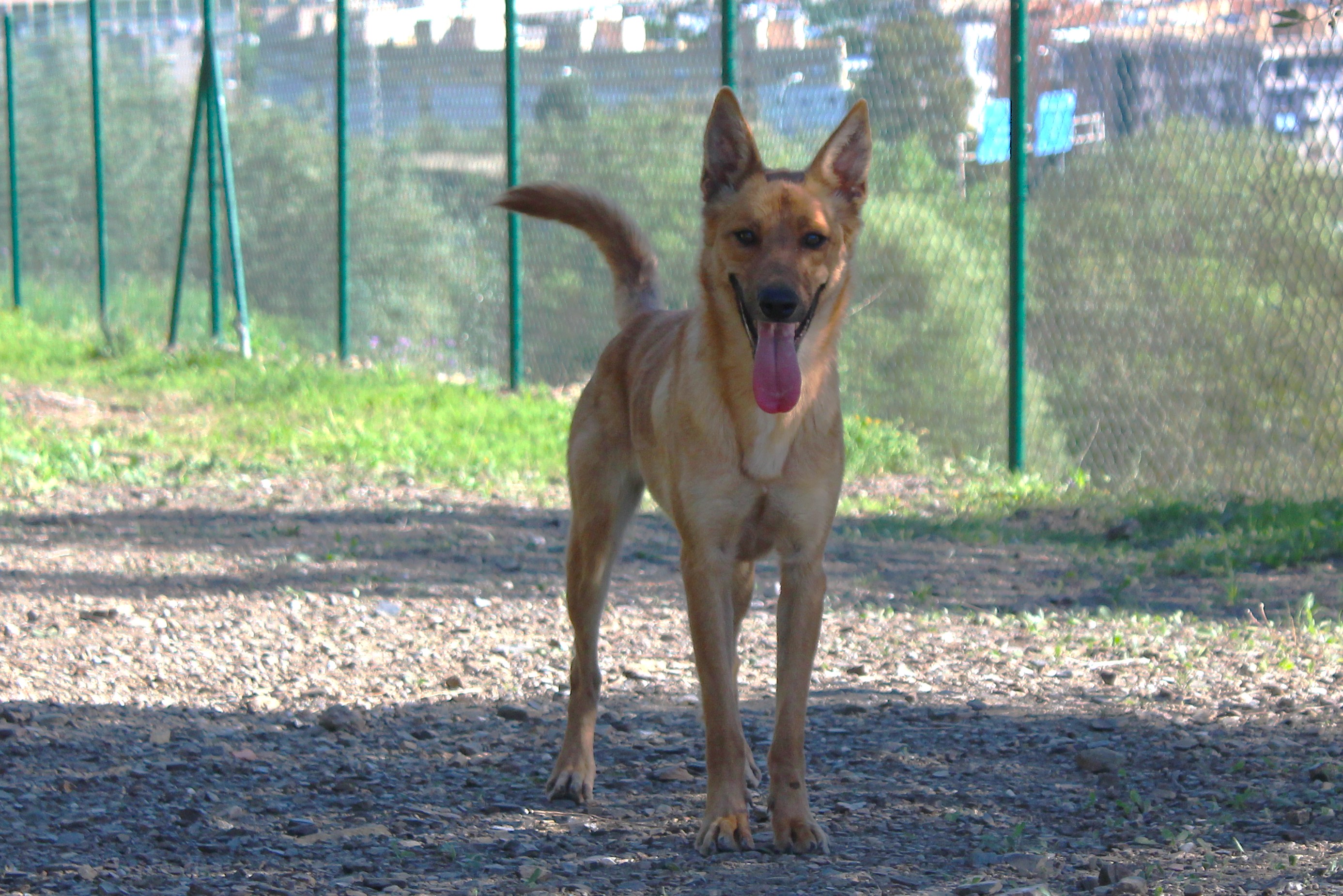 Detalle de CRUZADO PASTOR BELGA MALINOIS