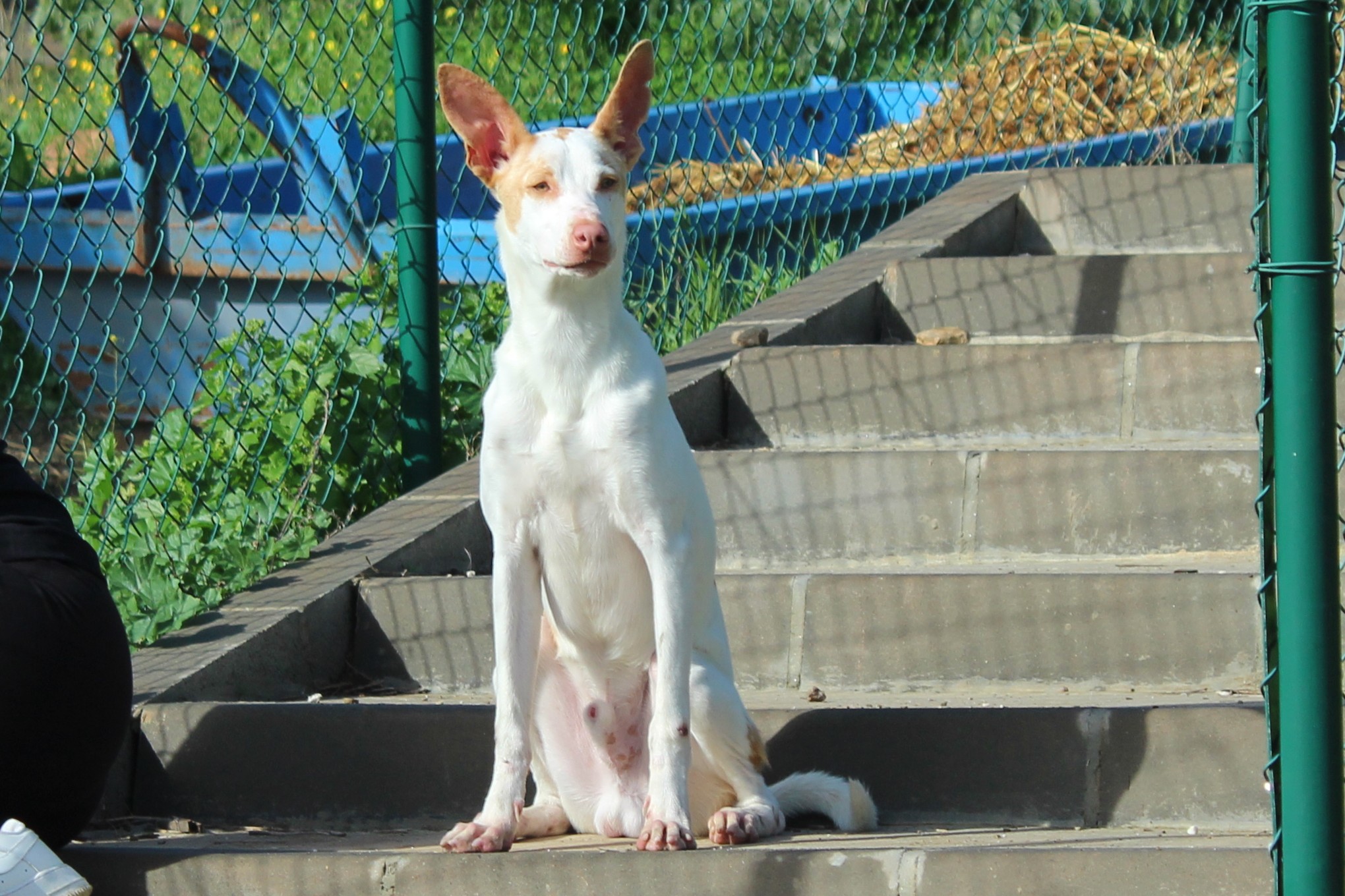 Detalle de PODENCO