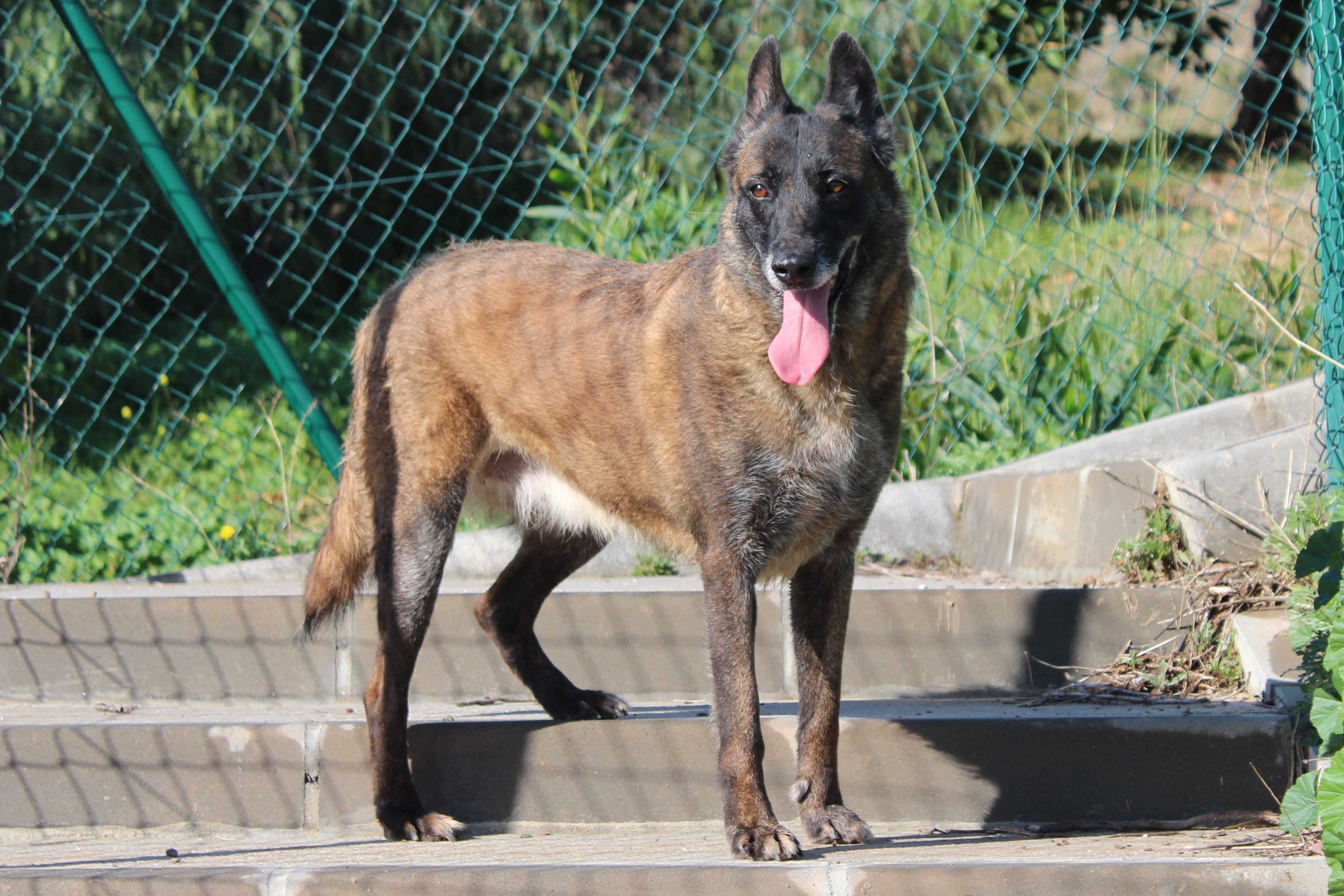 Detalle de PASTOR BELGA MALINOIS