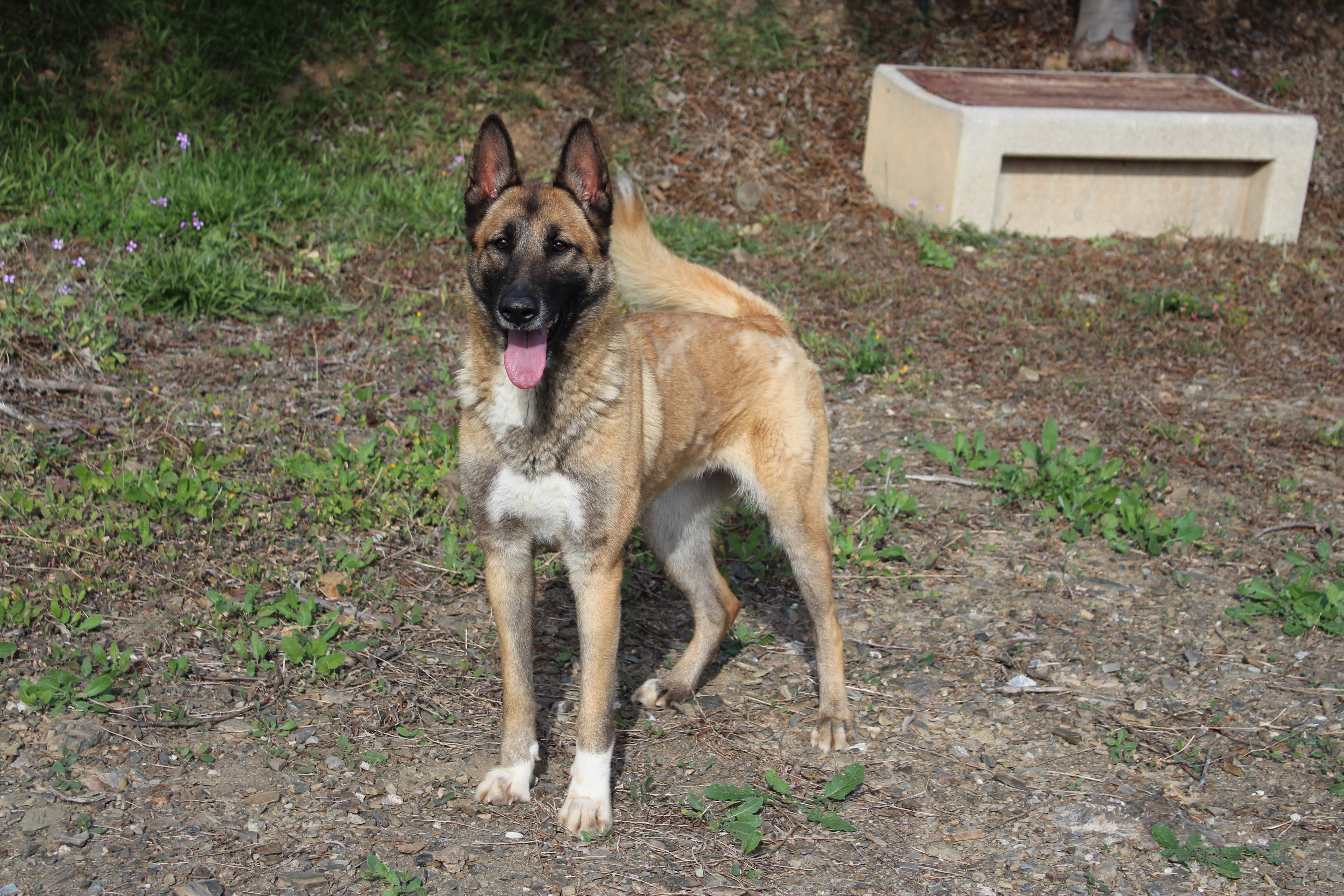 Detalle de CRUZADO PASTOR BELGA MALINOIS