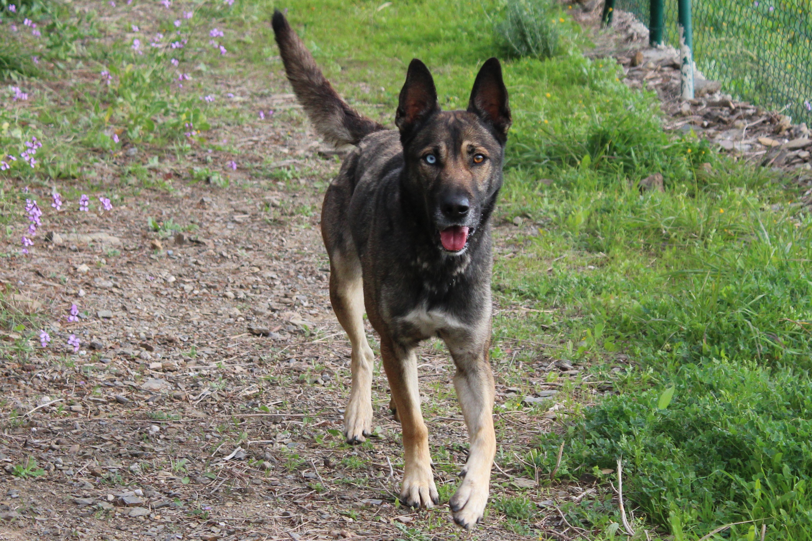 Detalle de CRUZADO PASTOR BELGA MALINOIS