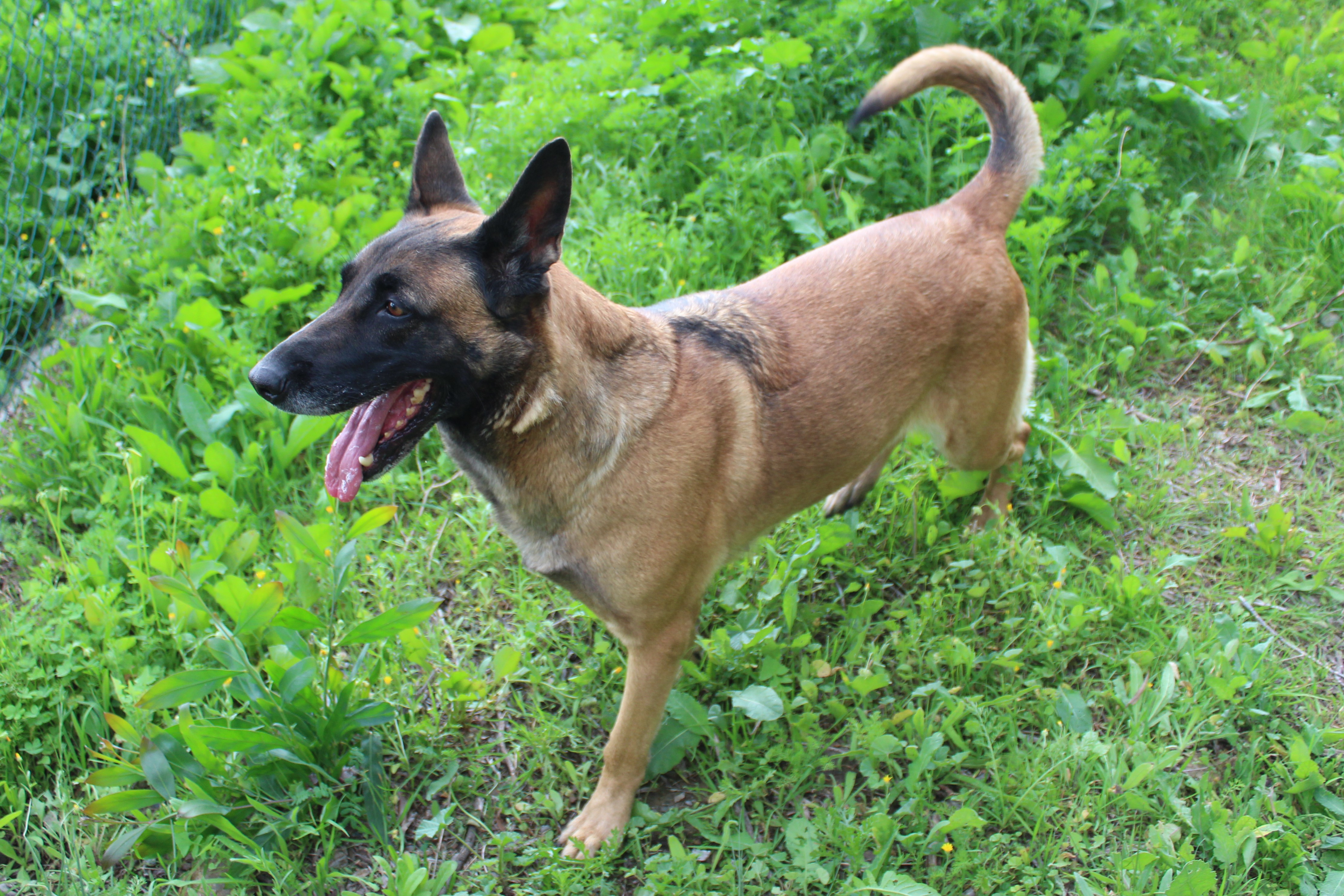 Detalle de PASTOR BELGA MALINOIS