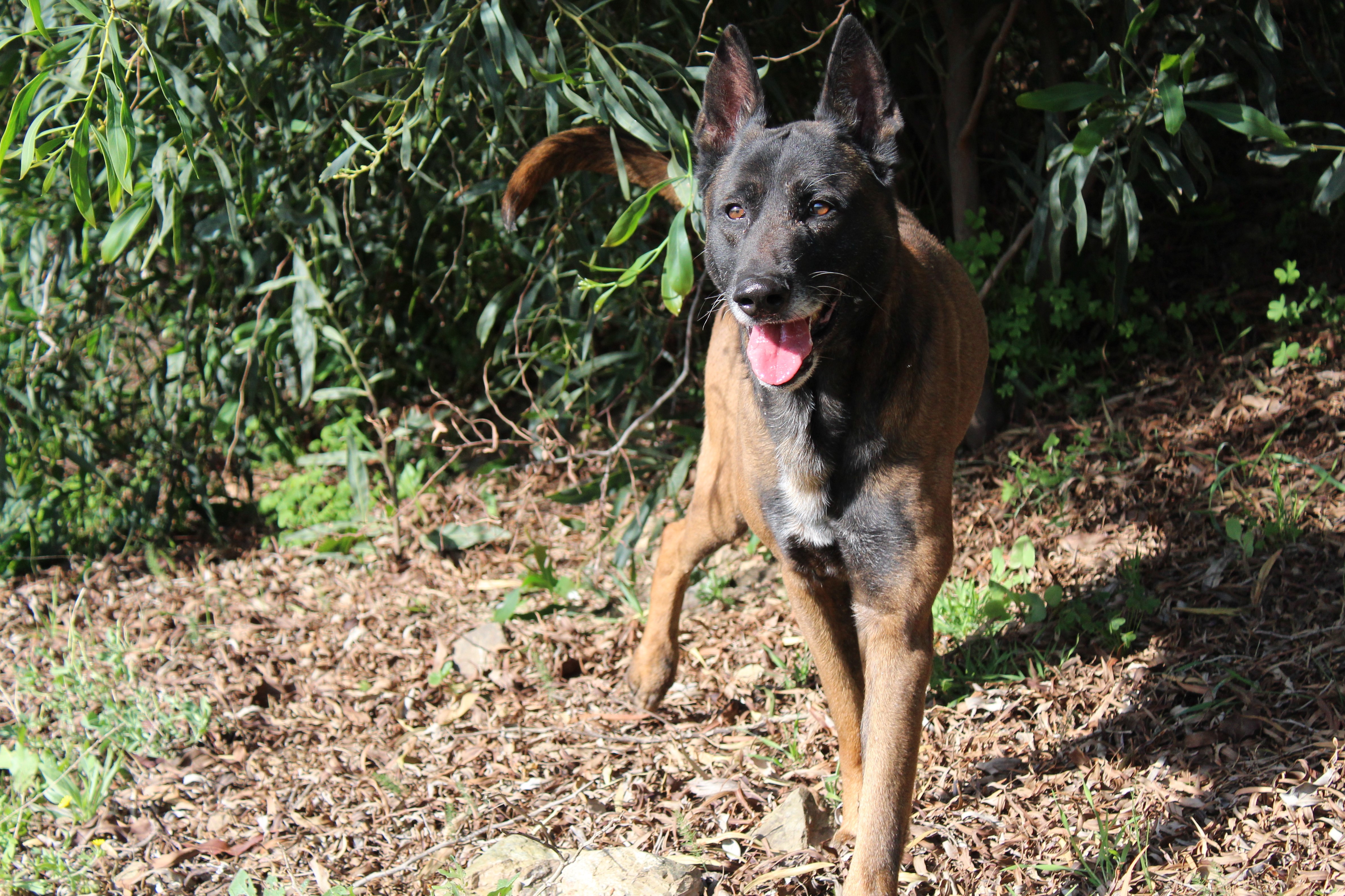 Detalle de PASTOR BELGA MALINOIS