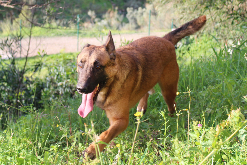 Detalle de PASTOR BELGA MALINOIS