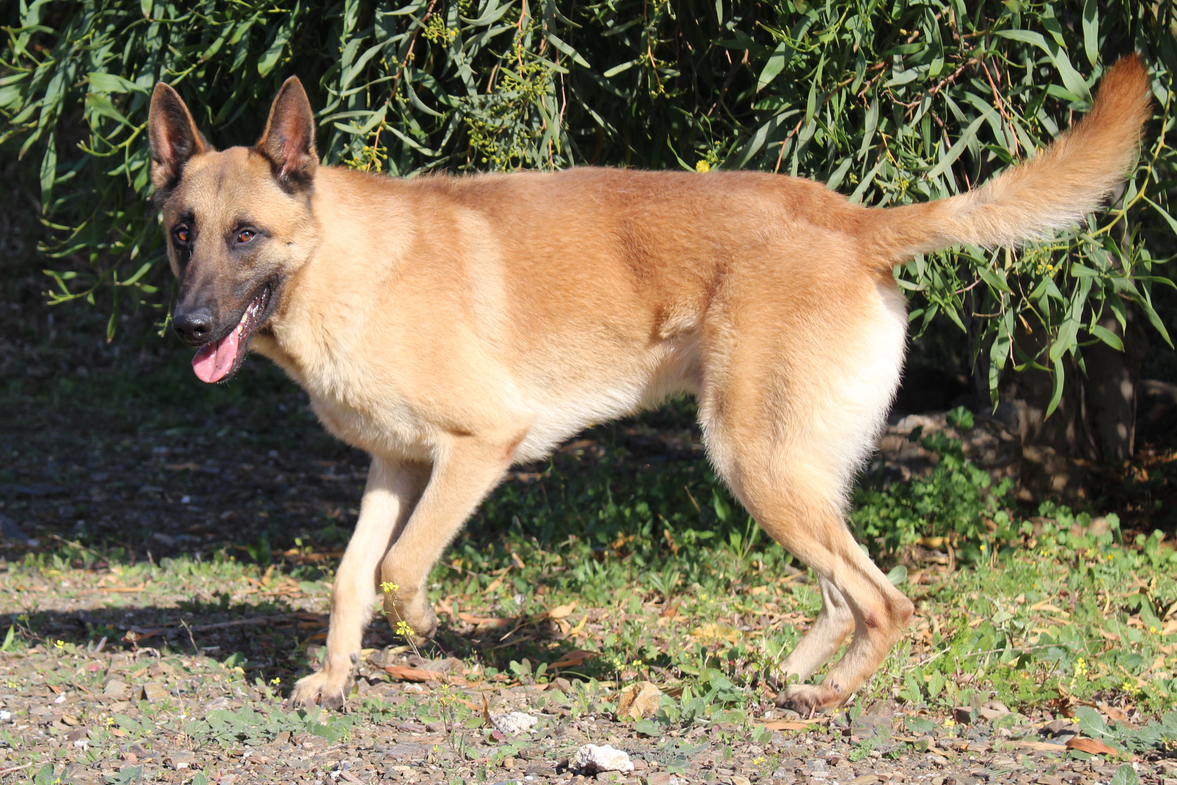 Detalle de PASTOR BELGA MALINOIS