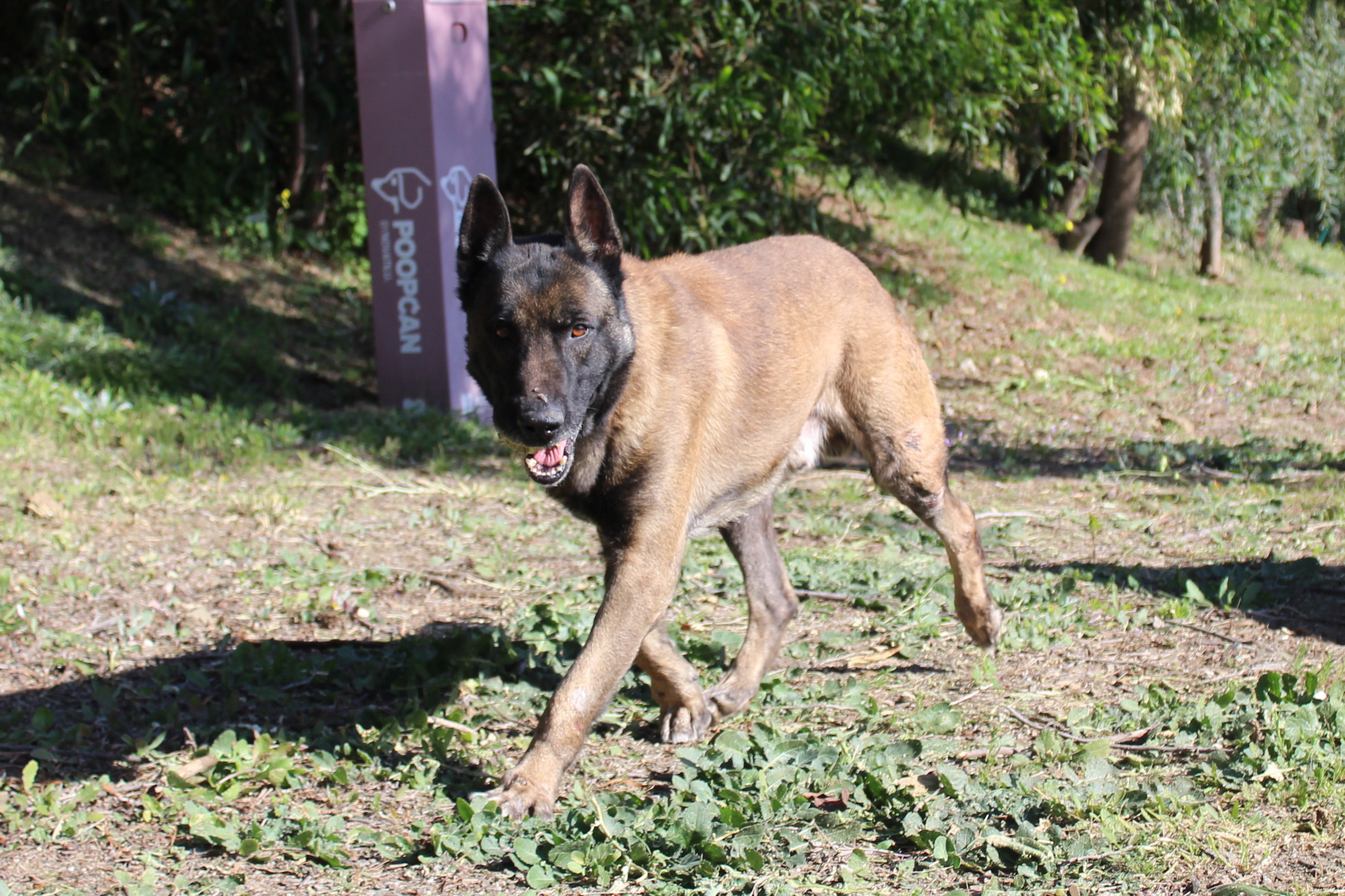 Detalle de PASTOR BELGA MALINOIS