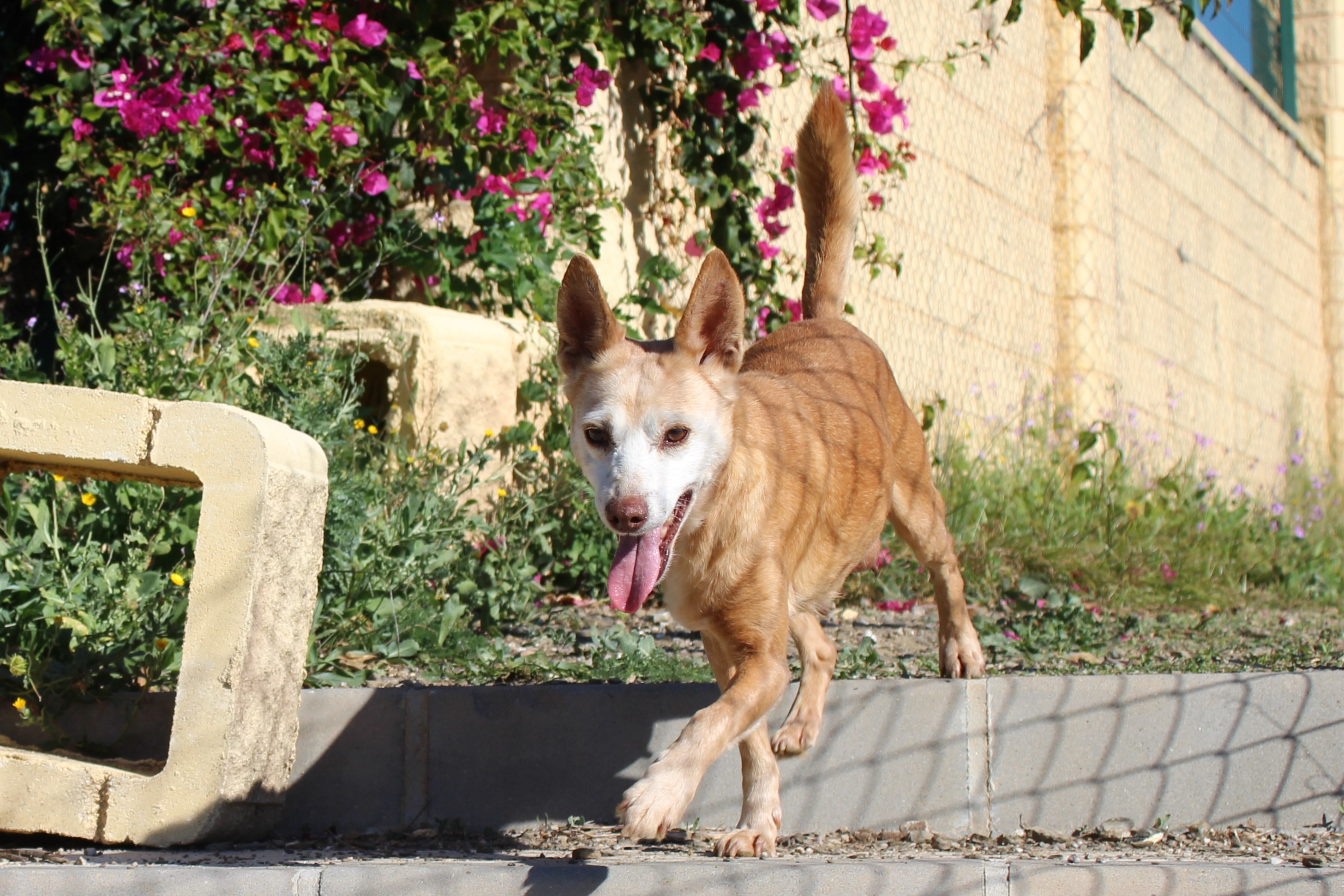 Detalle de PODENCO