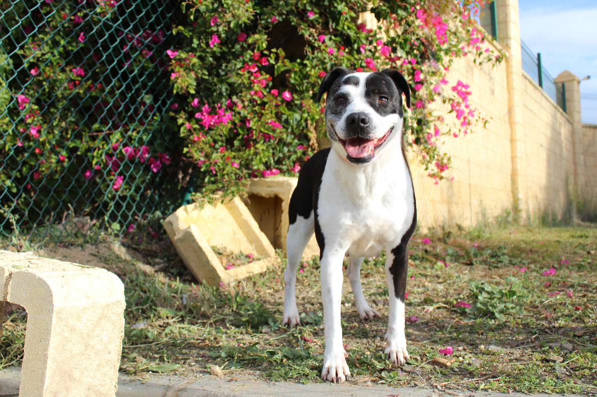 Detalle de CRUZADO AMERICAN STAFFORSHIRE TERRIER