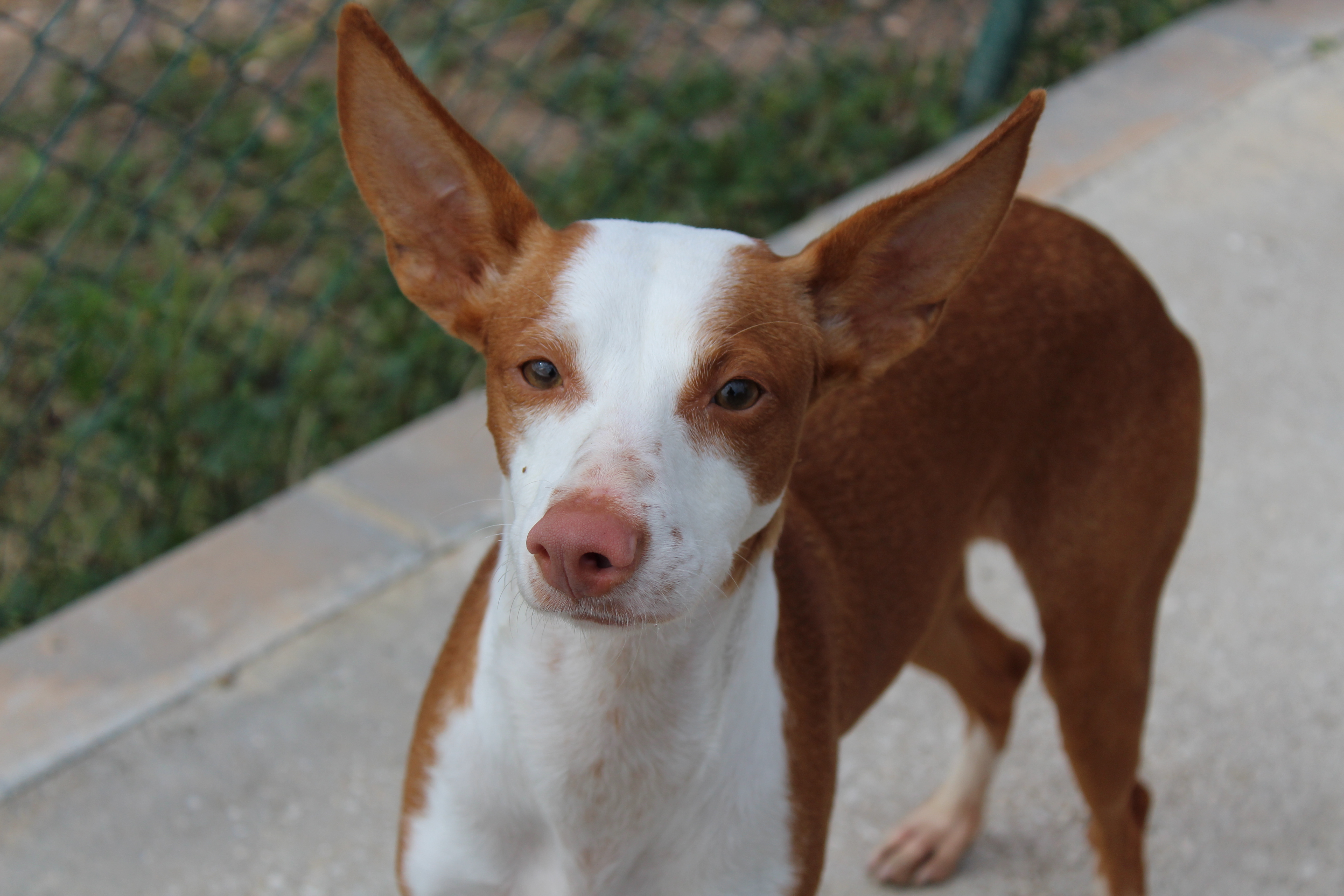 Detalle de PODENCO