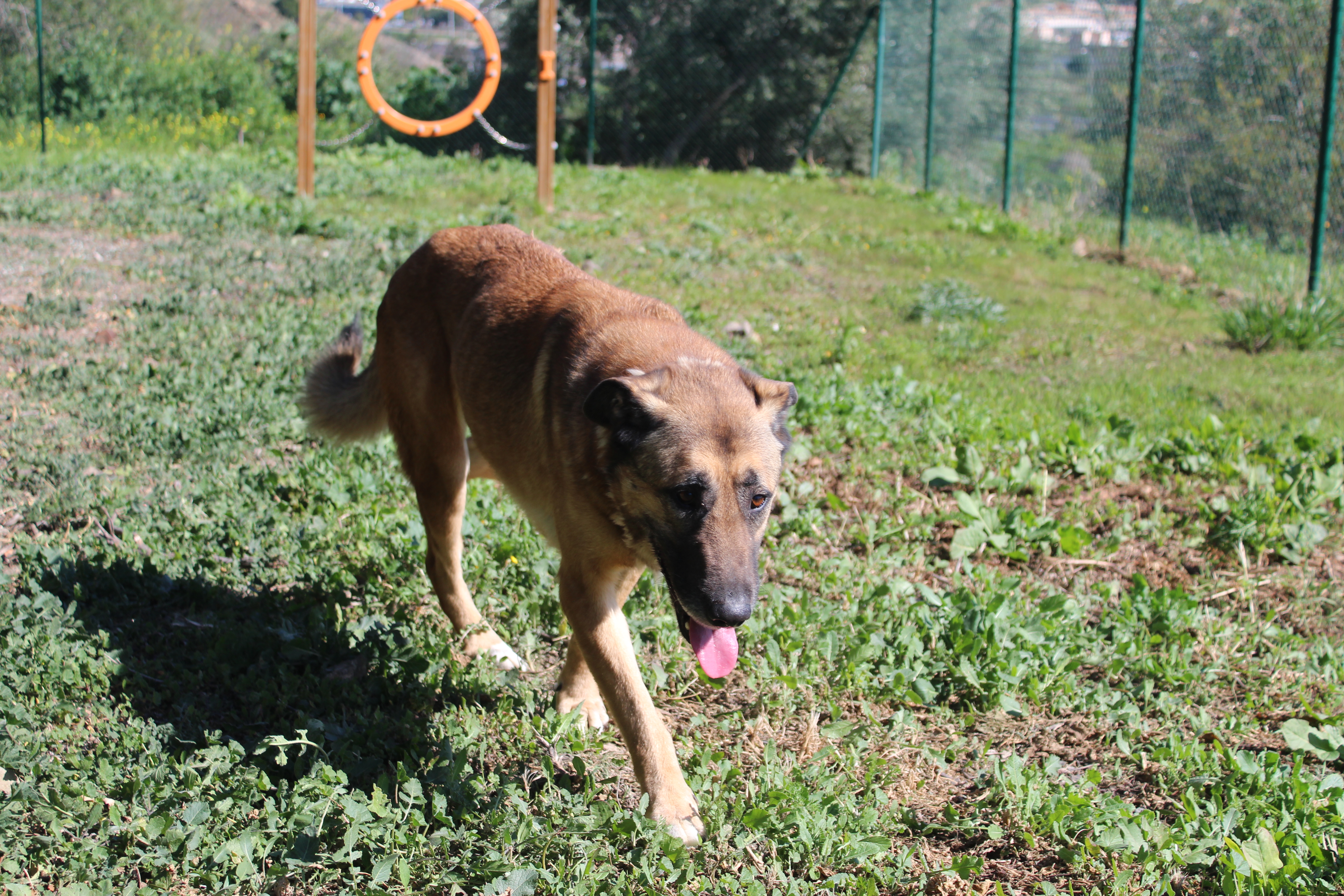 Detalle de CRUZADO PASTOR BELGA MALINOIS X MASTIN