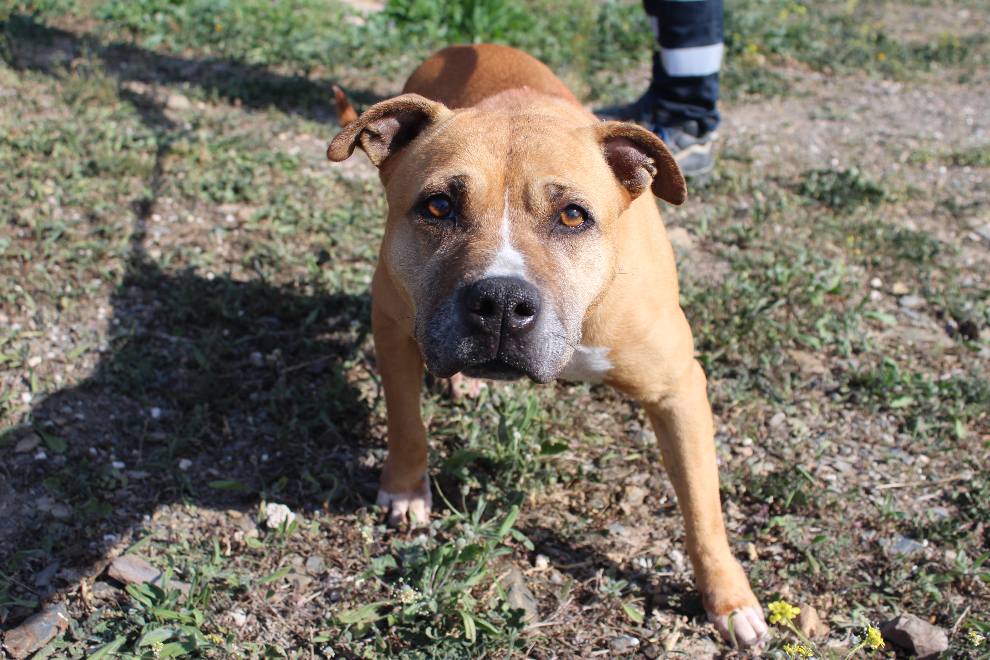 Detalle de AMERICAN STAFFORDSHIRE TERRIER