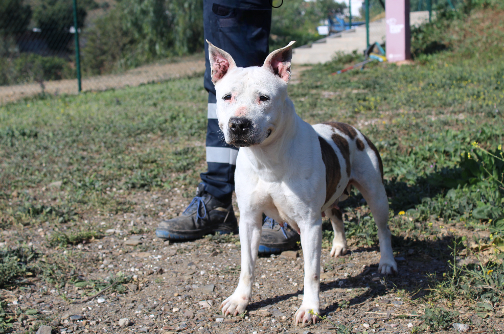 Detalle de AMERICAN STAFFORDSHIRE TERRIER