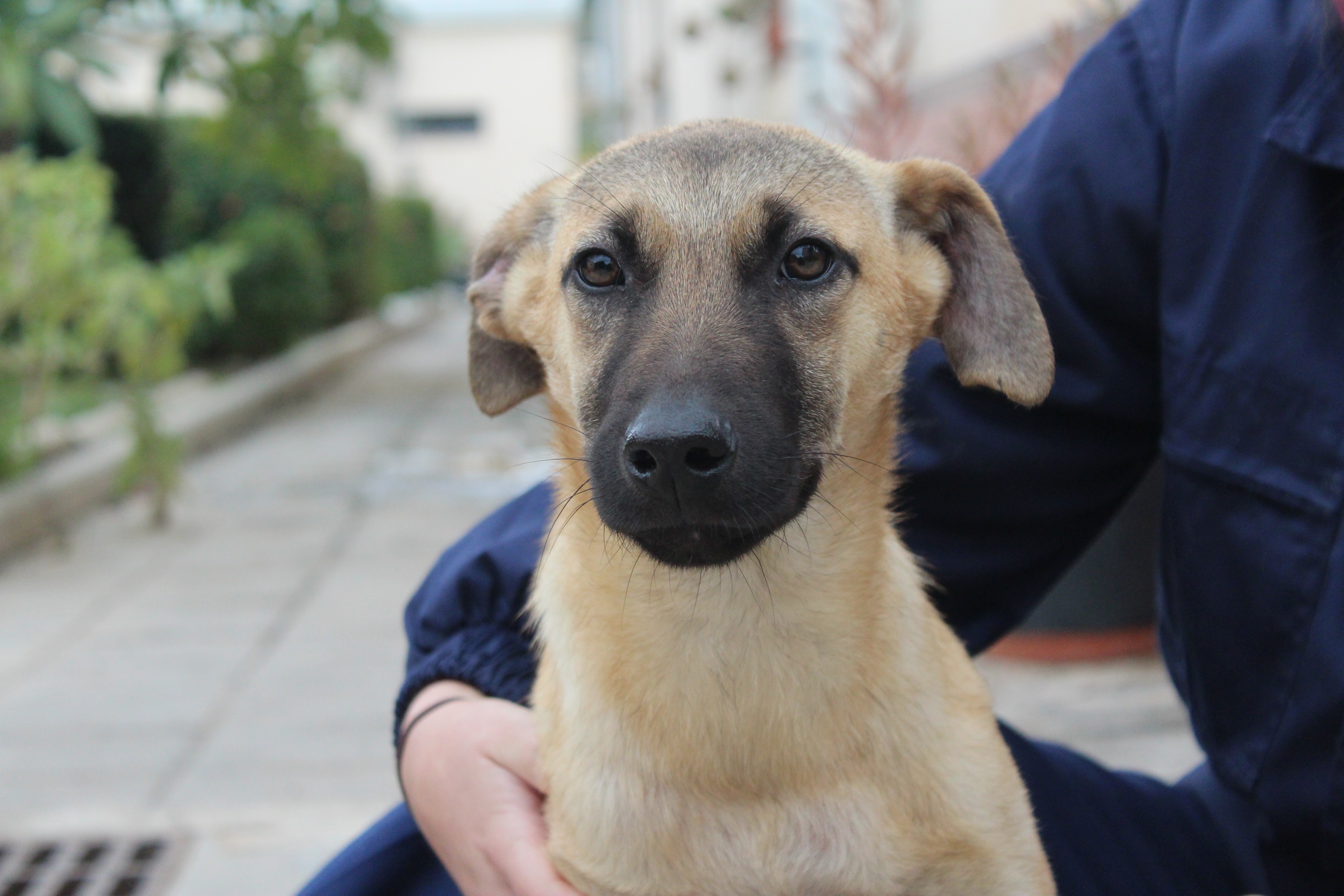 Detalle de CRUZADO PASTOR BELGA MALINOIS