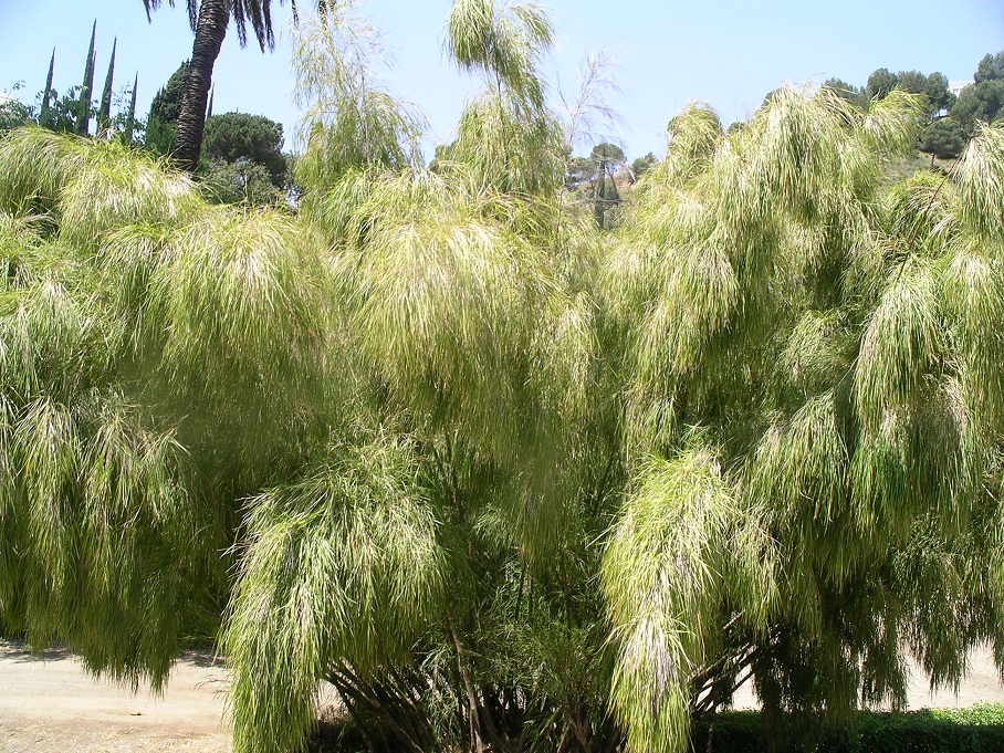 LA OTATEA, LA PLANTA DEL MES DE JULIO EN EL JARDÍN BOTÁNICO LA CONCEPCIÓN