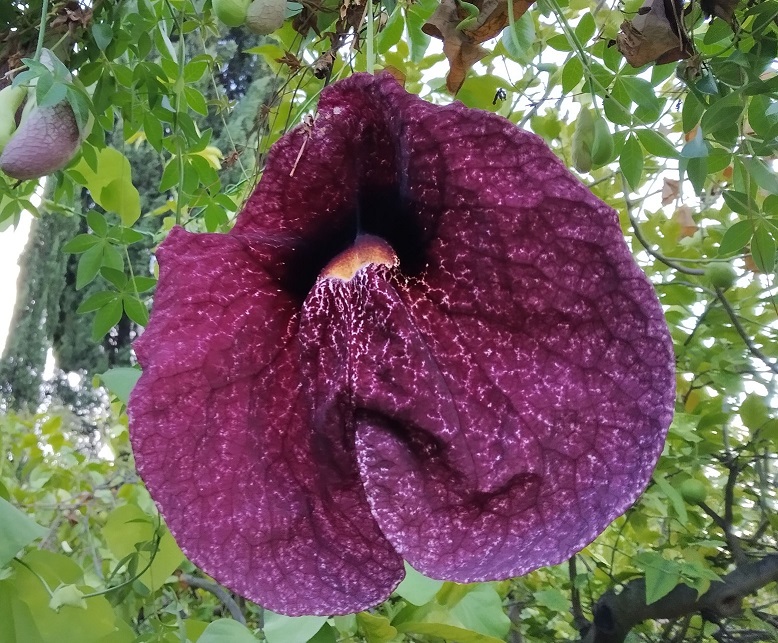 LA ARISTOLOQUIA, LA PLANTA DEL MES DE SEPTIEMBRE EN EL JARDÍN BOTÁNICO LA CONCEPCIÓN