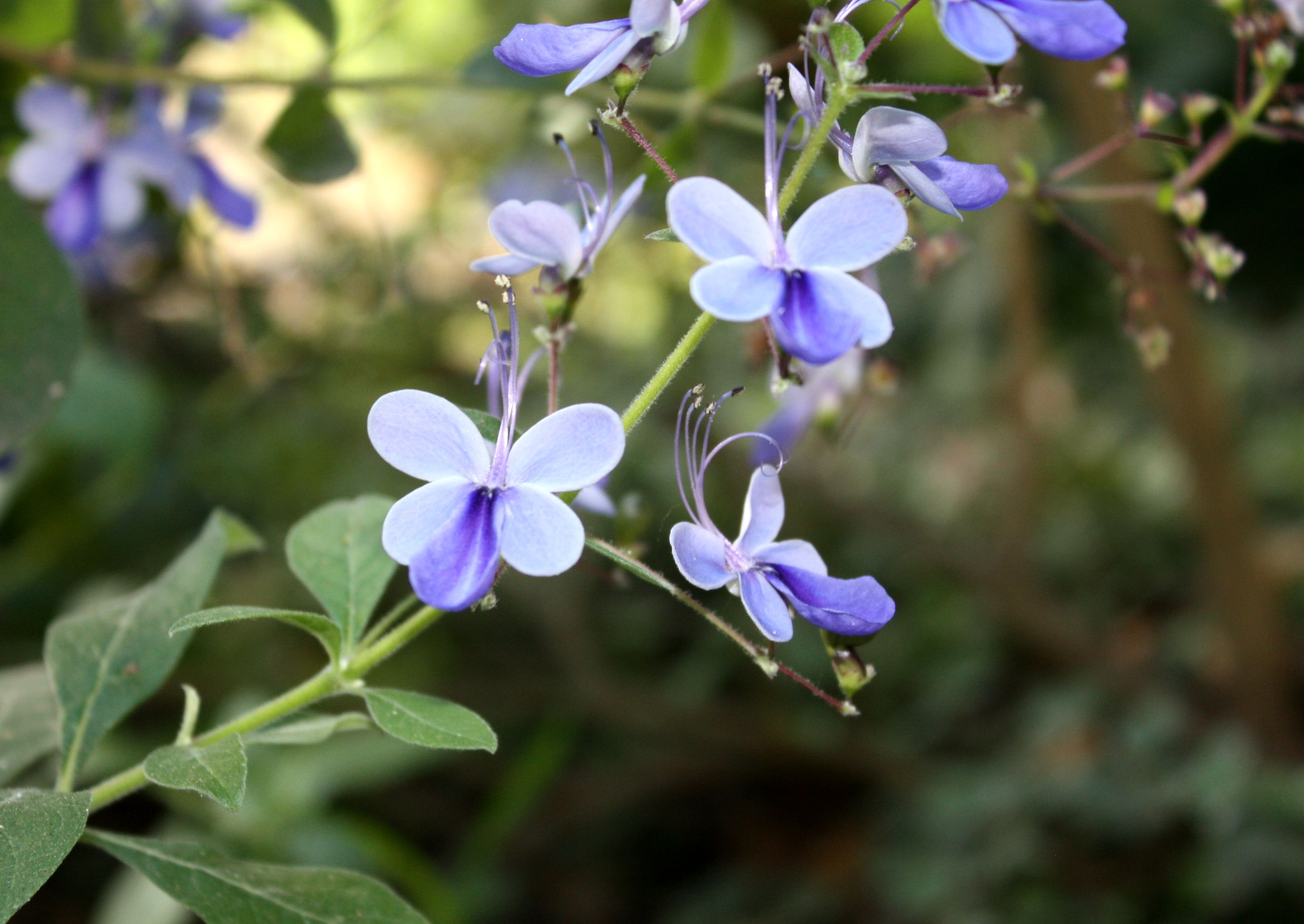 EL ARBUSTO DE MARIPOSAS AZULES, LA PLANTA DEL MES DE OCTUBRE EN EL JARDÍN BOTÁNICO LA CONCEPCIÓN