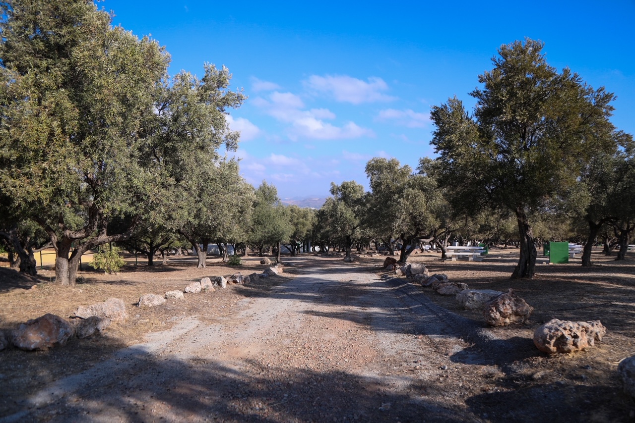 El OLIVAR DE SAN ISIDRO REABRE AL PÚBLICO TRAS FINALIZAR LOS TRABAJOS DE MEJORA Y ADECUACIÓN ...