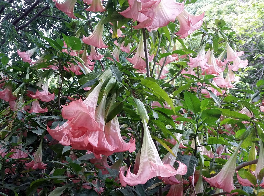 LA BRUGMANSIA, PLANTA DEL MES DE NOVIEMBRE EN EL JARDÍN BOTÁNICO LA CONCEPCIÓN