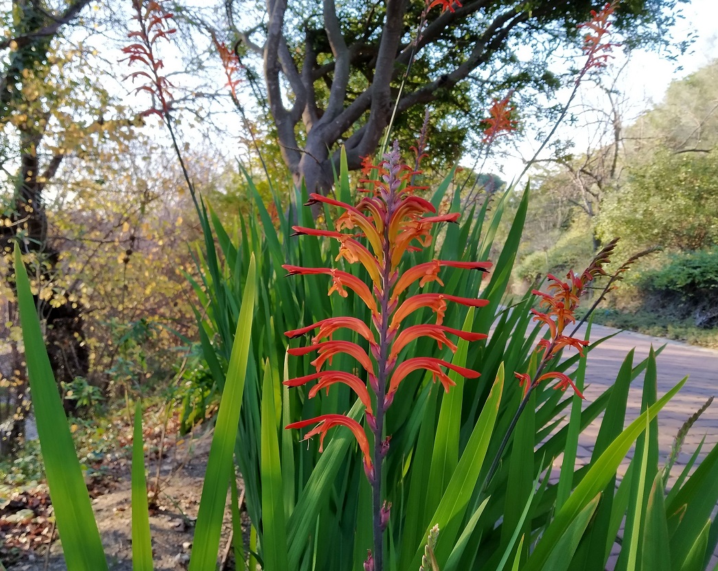 LA PLANTA DEL MES DE FEBRERO EN EL JARDÍN BOTÁNICO LA CONCEPCIÓN ES EL CHASMANTE