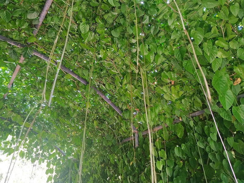 LA PLANTA DEL MES DE NOVIEMBRE EN EL JARDÍN BOTÁNICO LA CONCEPCIÓN ES LA CORTINA DEL CIELO