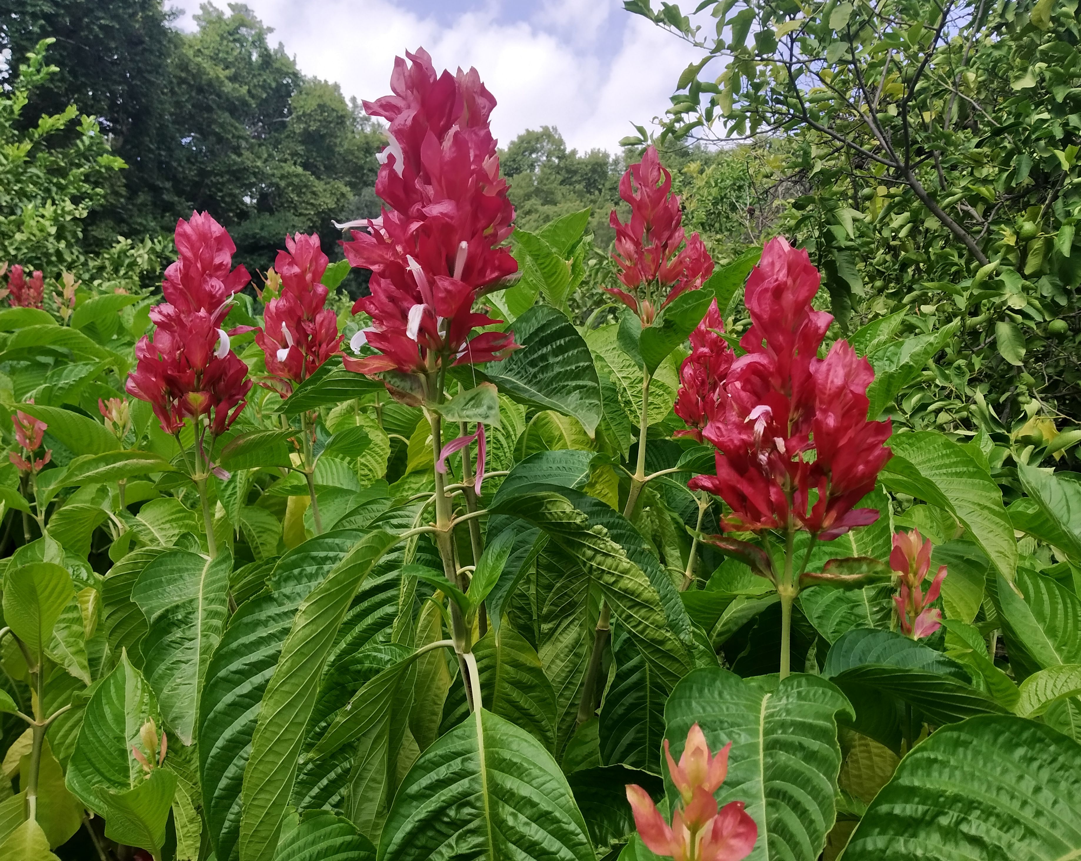 LA PLANTA DEL MES DE OCTUBRE EN EL JARDÍN BOTÁNICO HISTÓRICO LA CONCEPCIÓN ES EL MANTO ROJO O
 ...