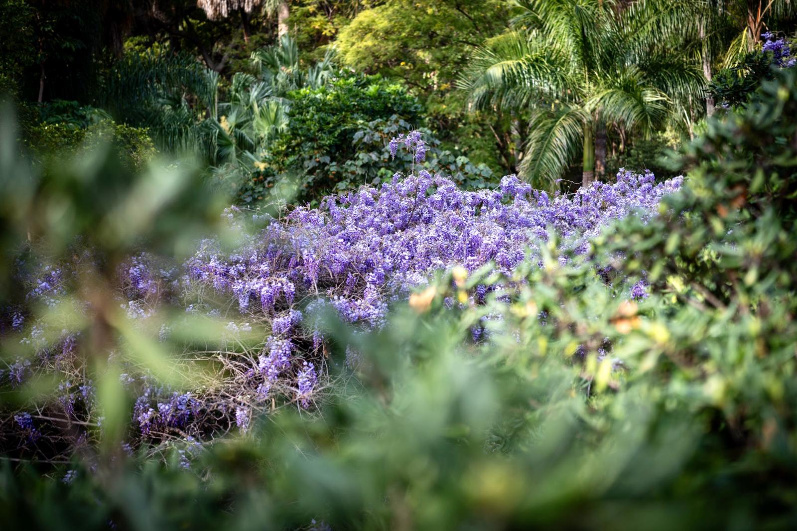 LA GLICINIA FLORECE EN EL JARDÍN BOTÁNICO HISTÓRICO LA CONCEPCIÓN