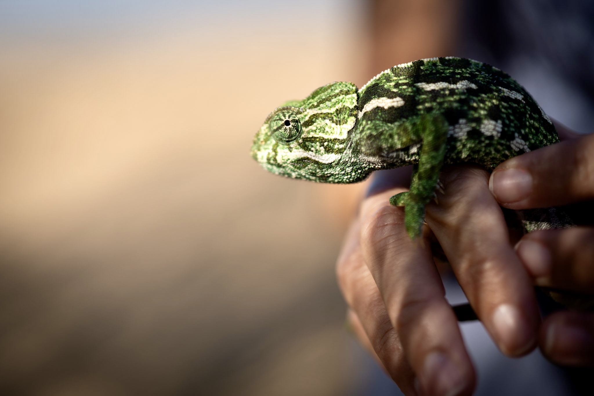 El programa de recuperación del camaleón logra la reintroducción de más de 900 ejemplares desde ...