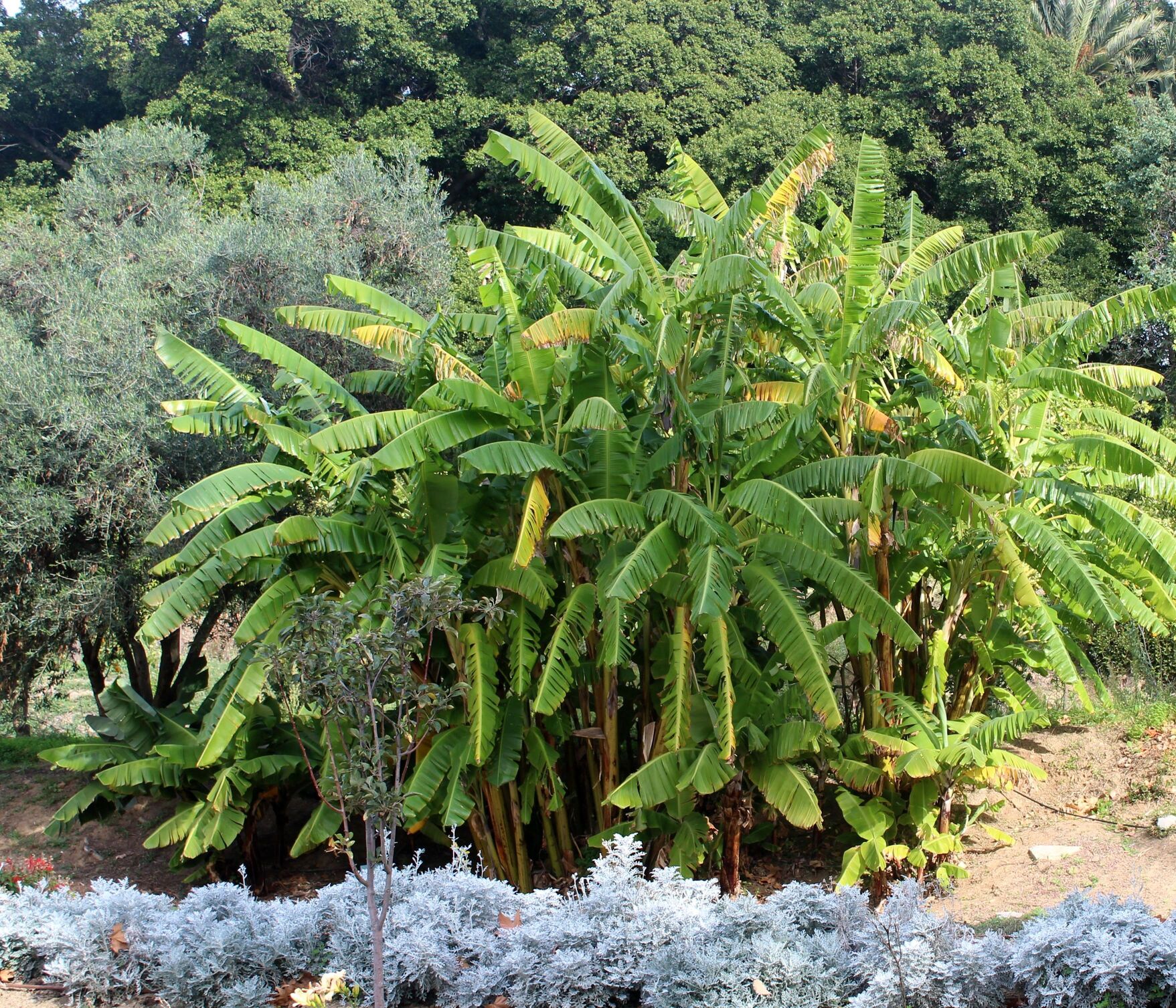 La planta del mes de octubre en el Jardín Botánico Histórico La Concepción es la platanera