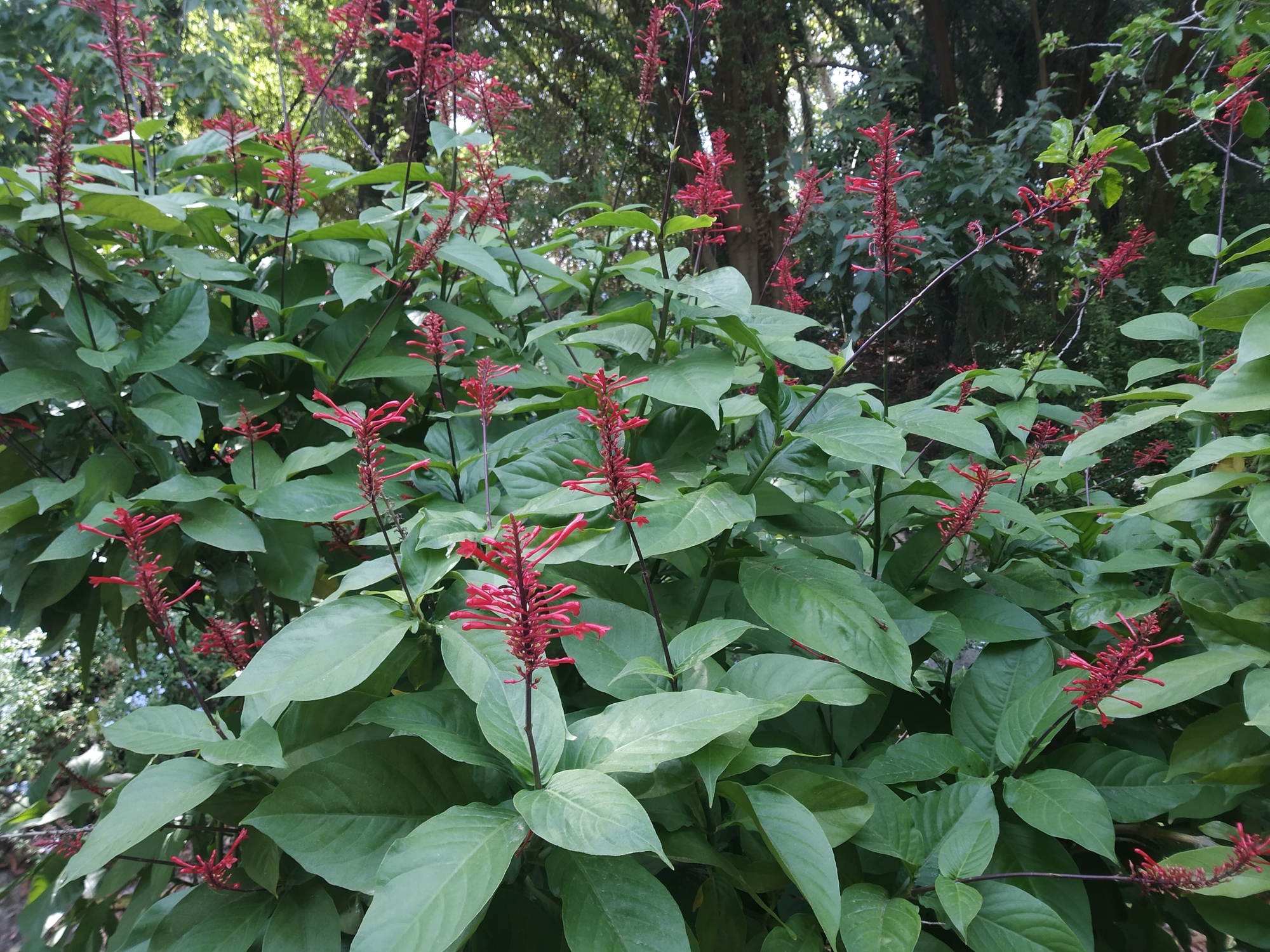 La planta del mes de noviembre en el Jardín Botánico Histórico La Concepción es la espiga de fuego