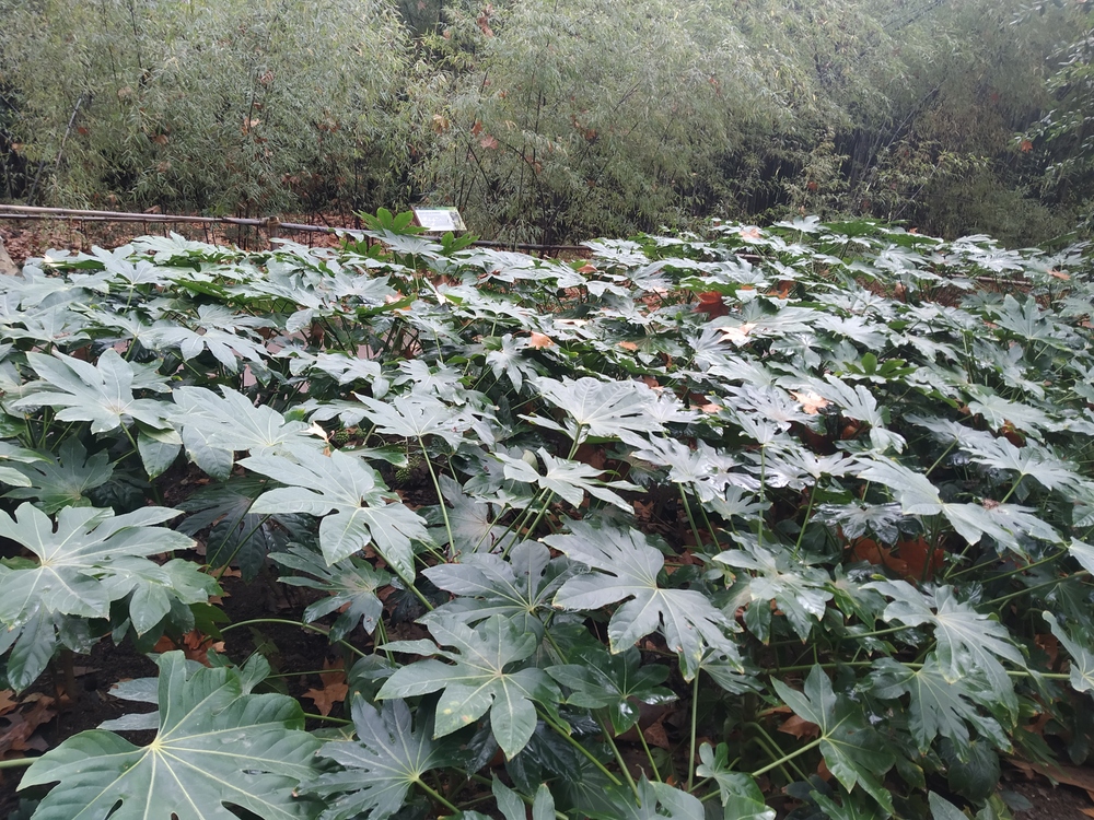 La planta del mes de diciembre en el Jardín Botánico Histórico La Concepción es la aralia japonesa